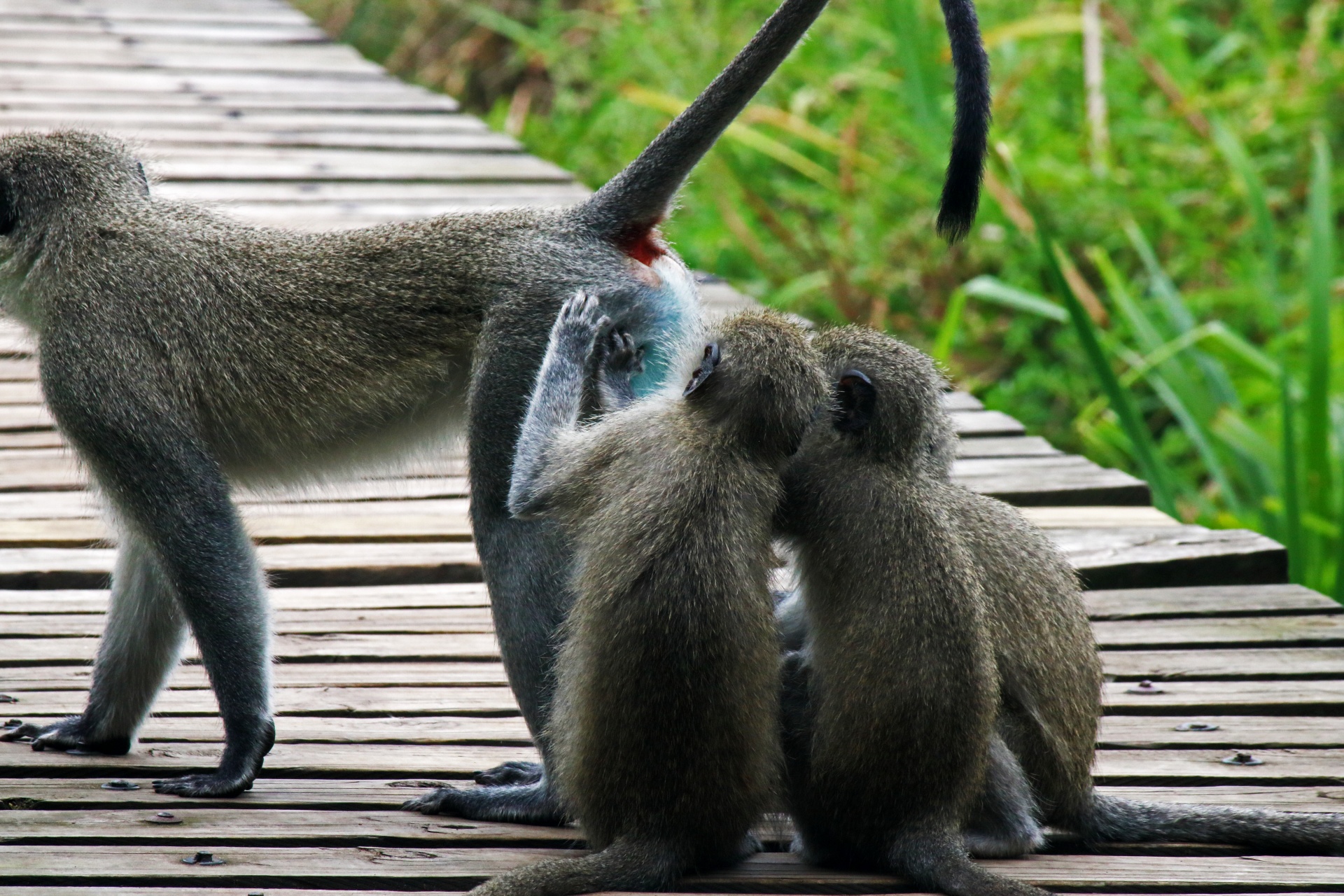 Tři mladé opice kontrolující zadek