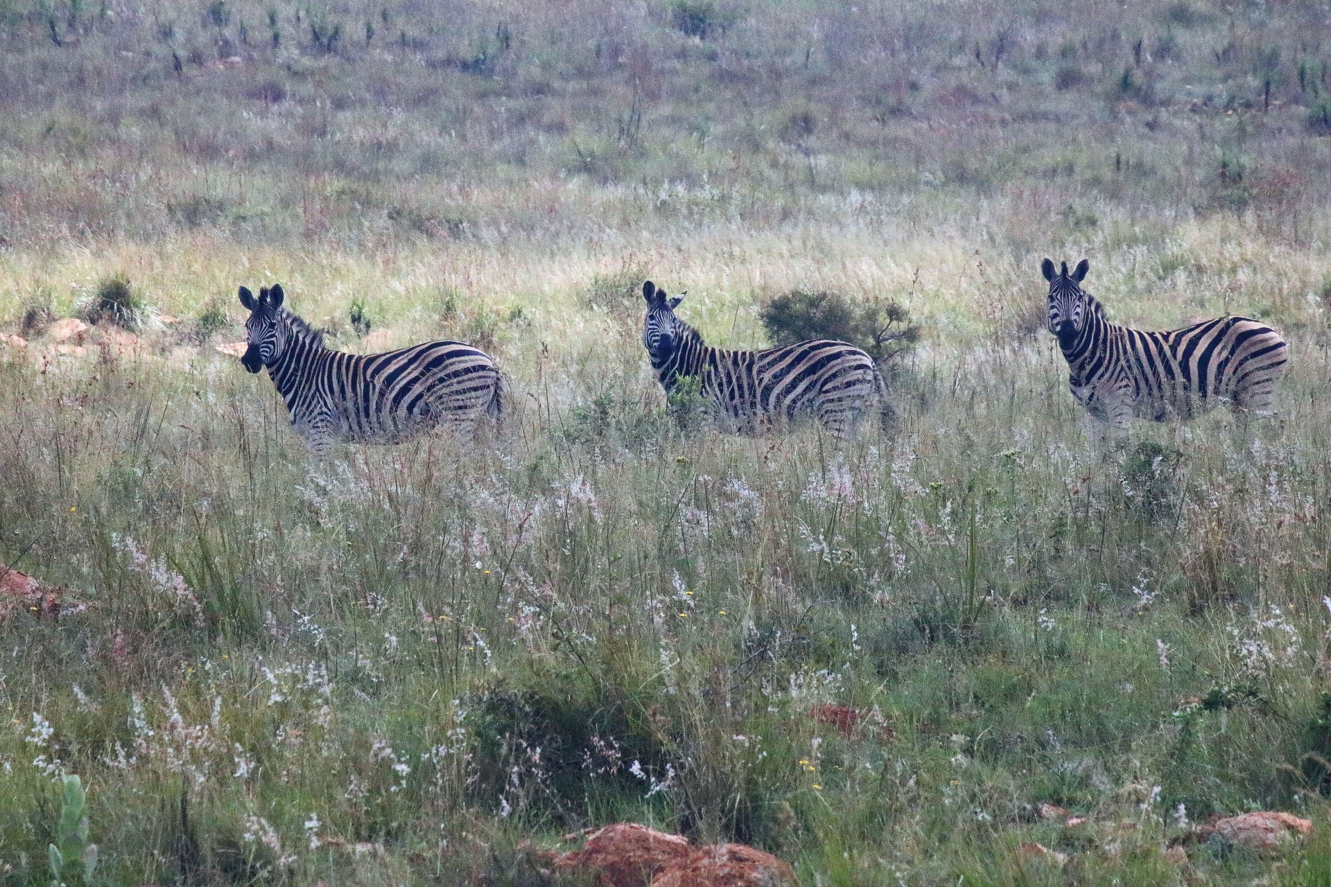 Tři zebra na travnatém svahu