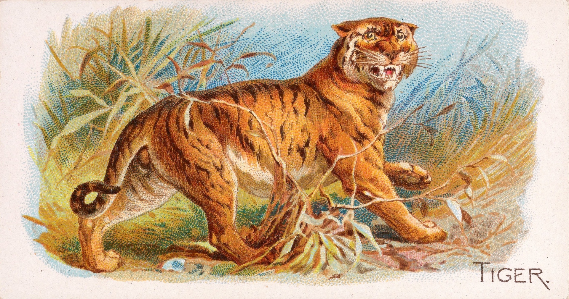 Tigre panthera tigris