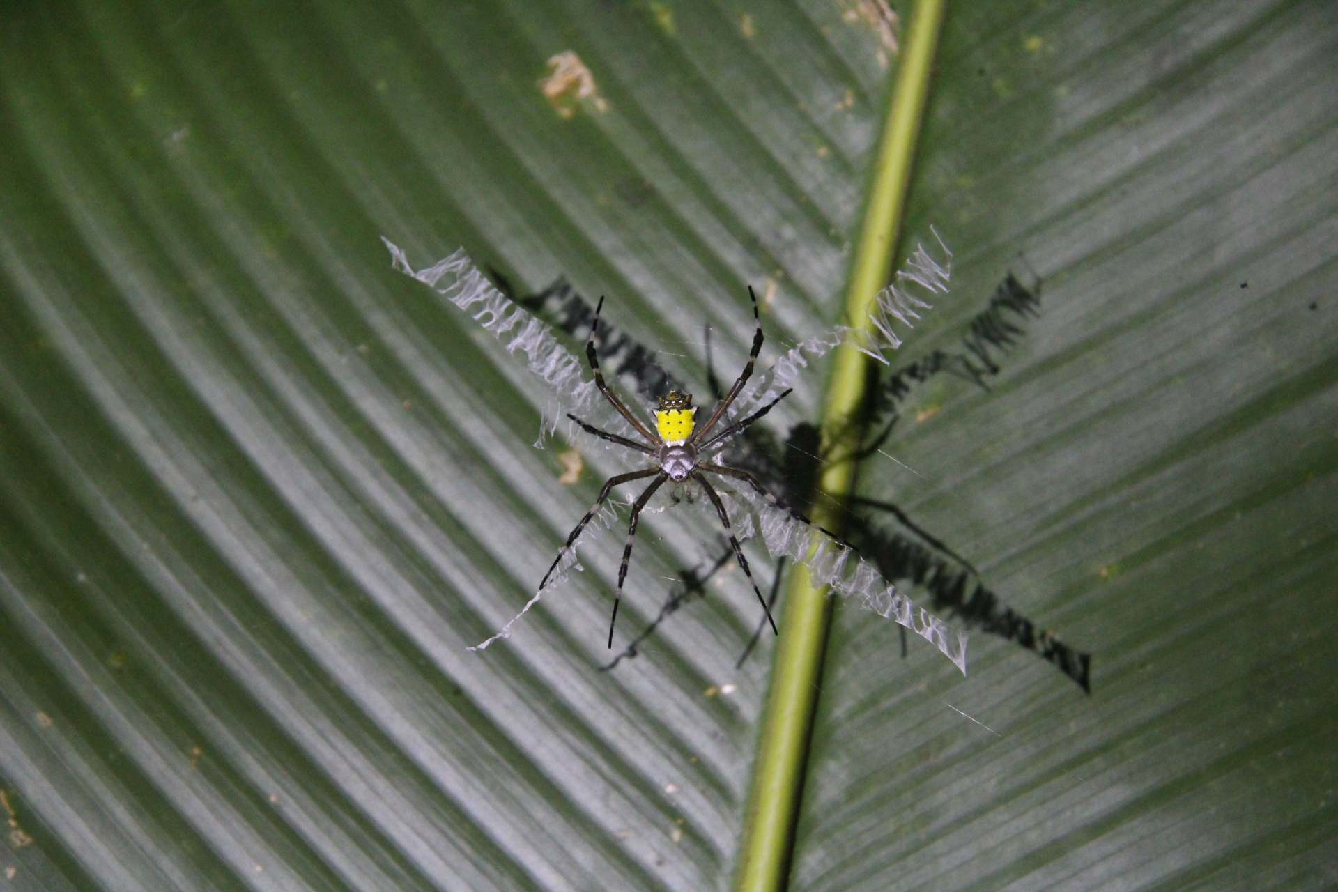 Aranha-tigre Costa Rica