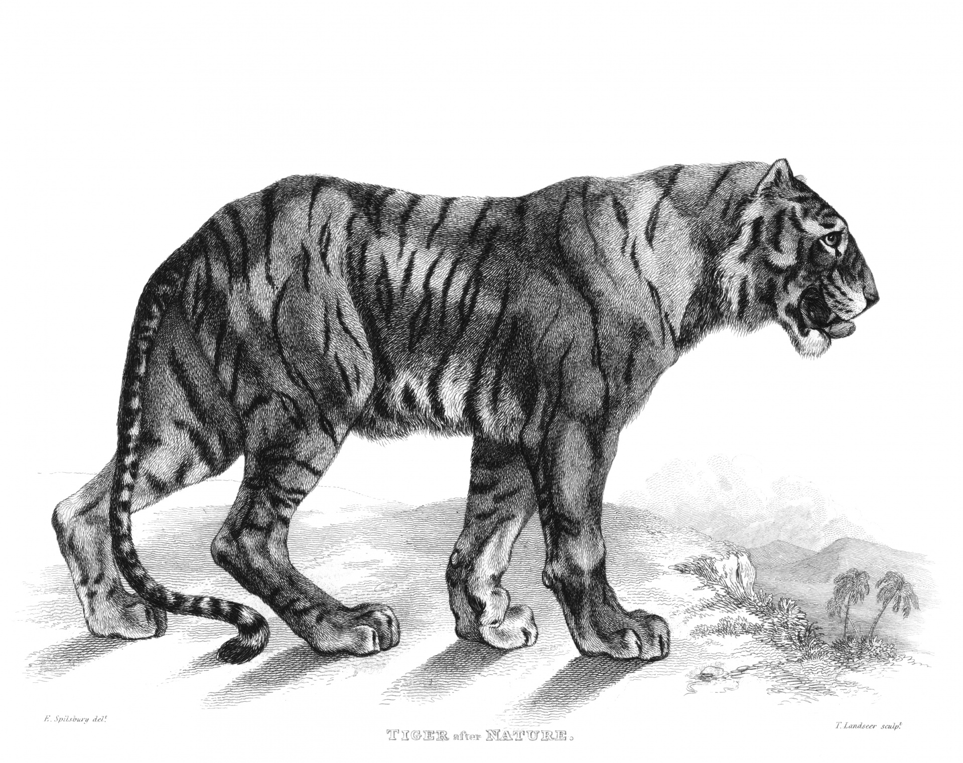 Desenho de tigre Vintage