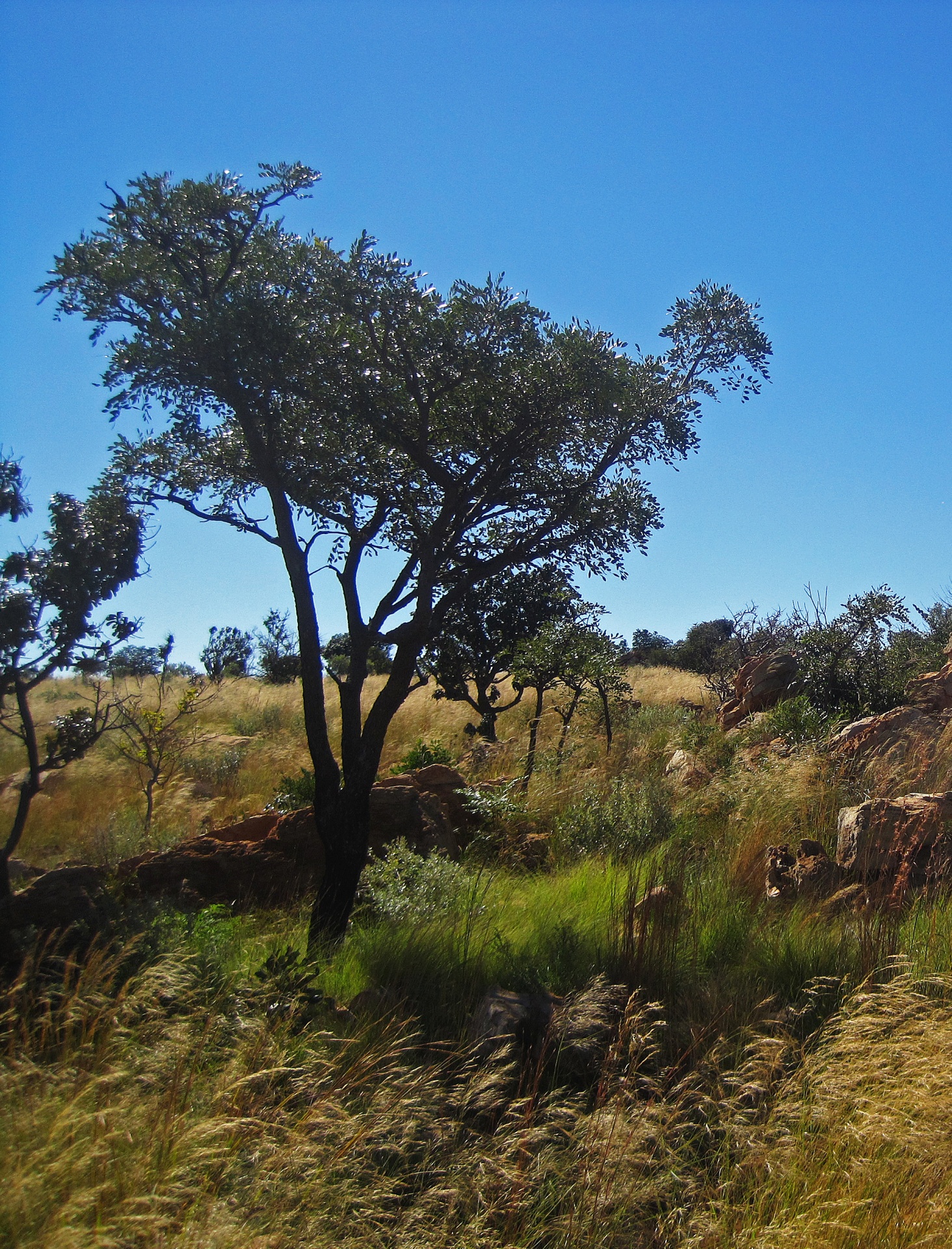 Strom mezi skalami na magaliesbergu