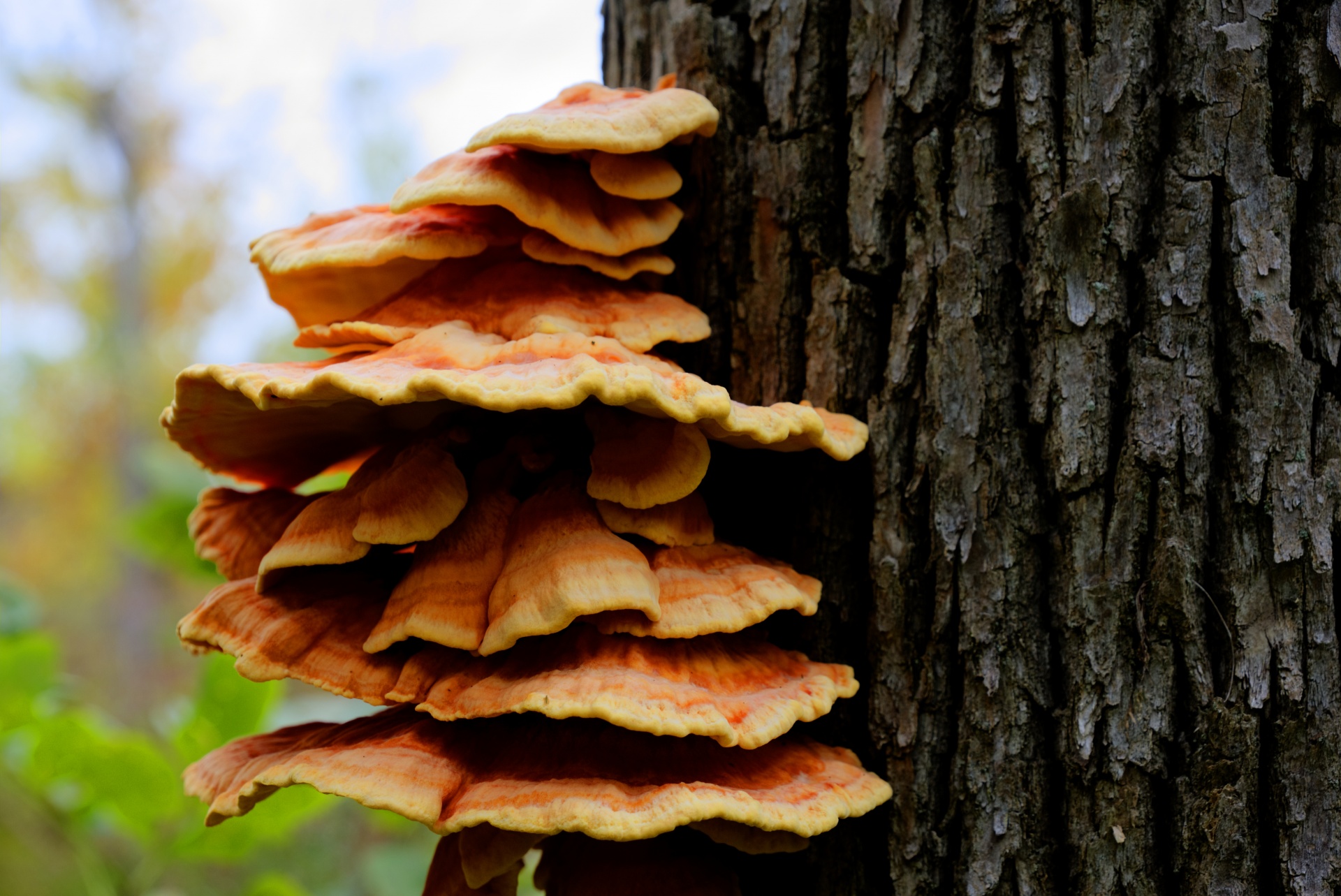 Tree Fungus Layers