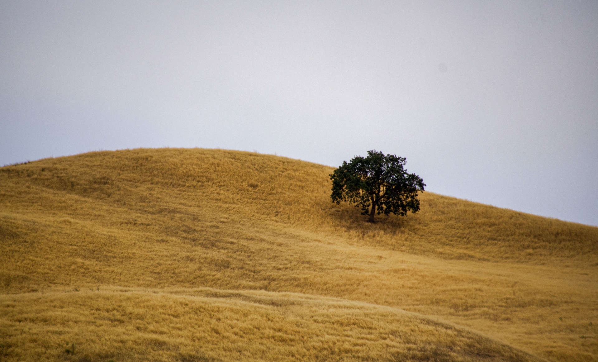 Strom na kopci