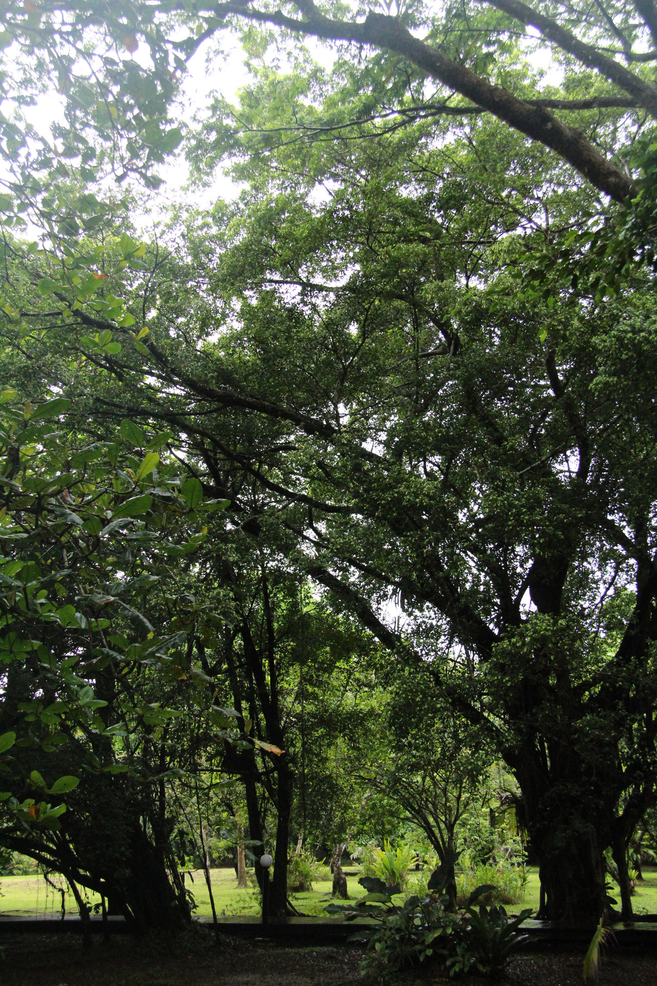 Stromy v Kostarice