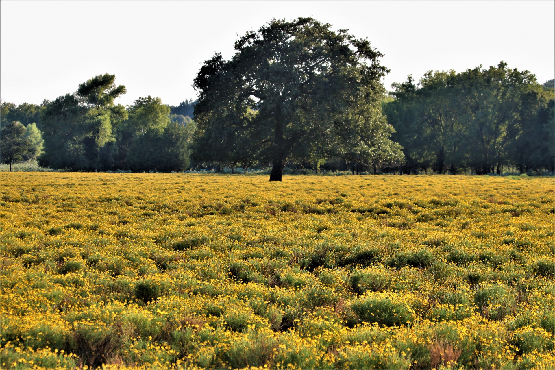 Stromy v oblasti žluté wildflower