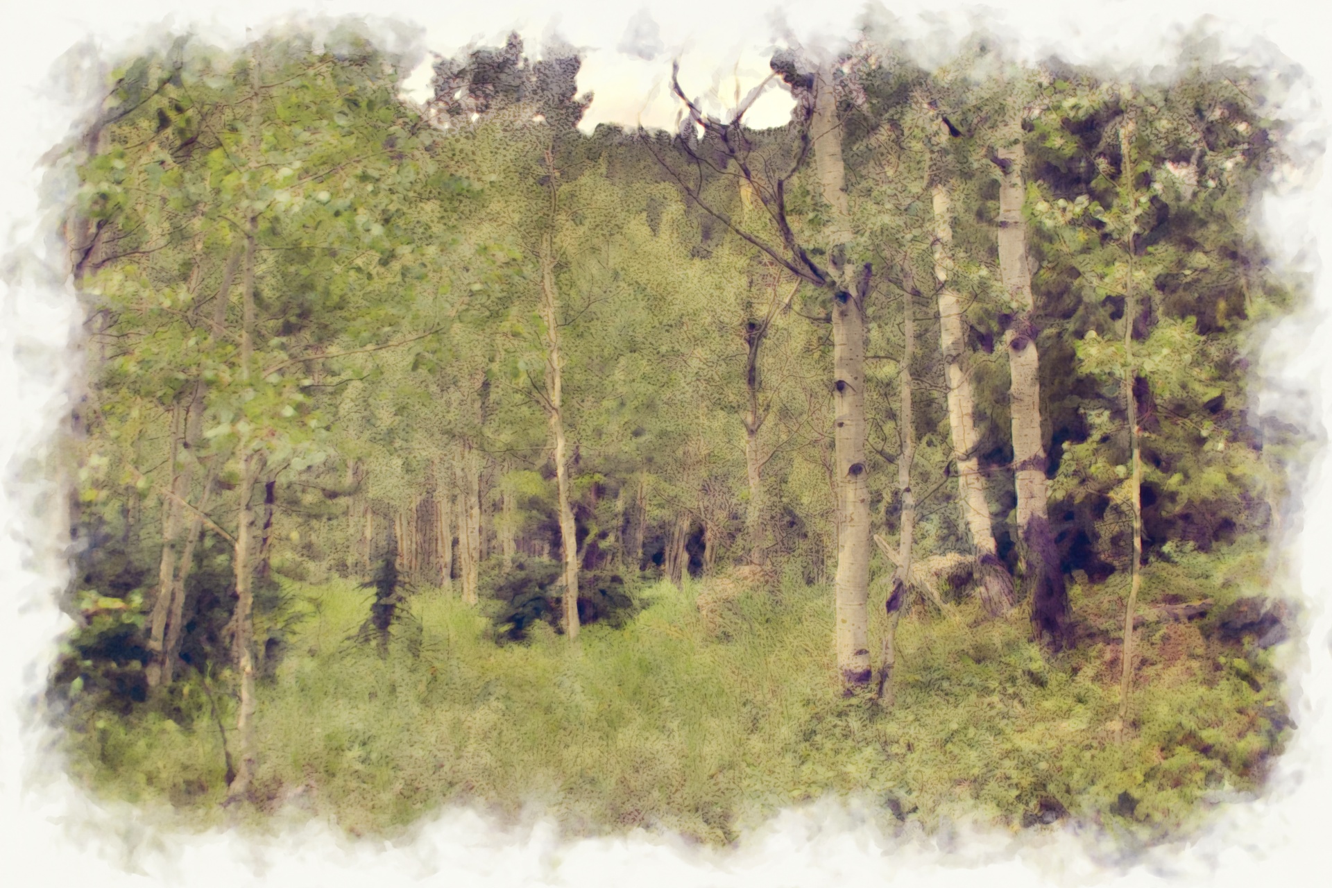 árboles en el bosque