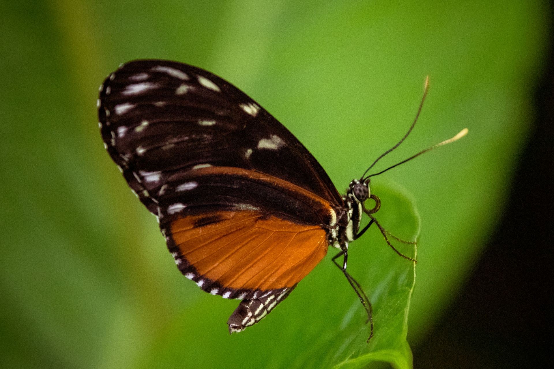 Tropický motýl