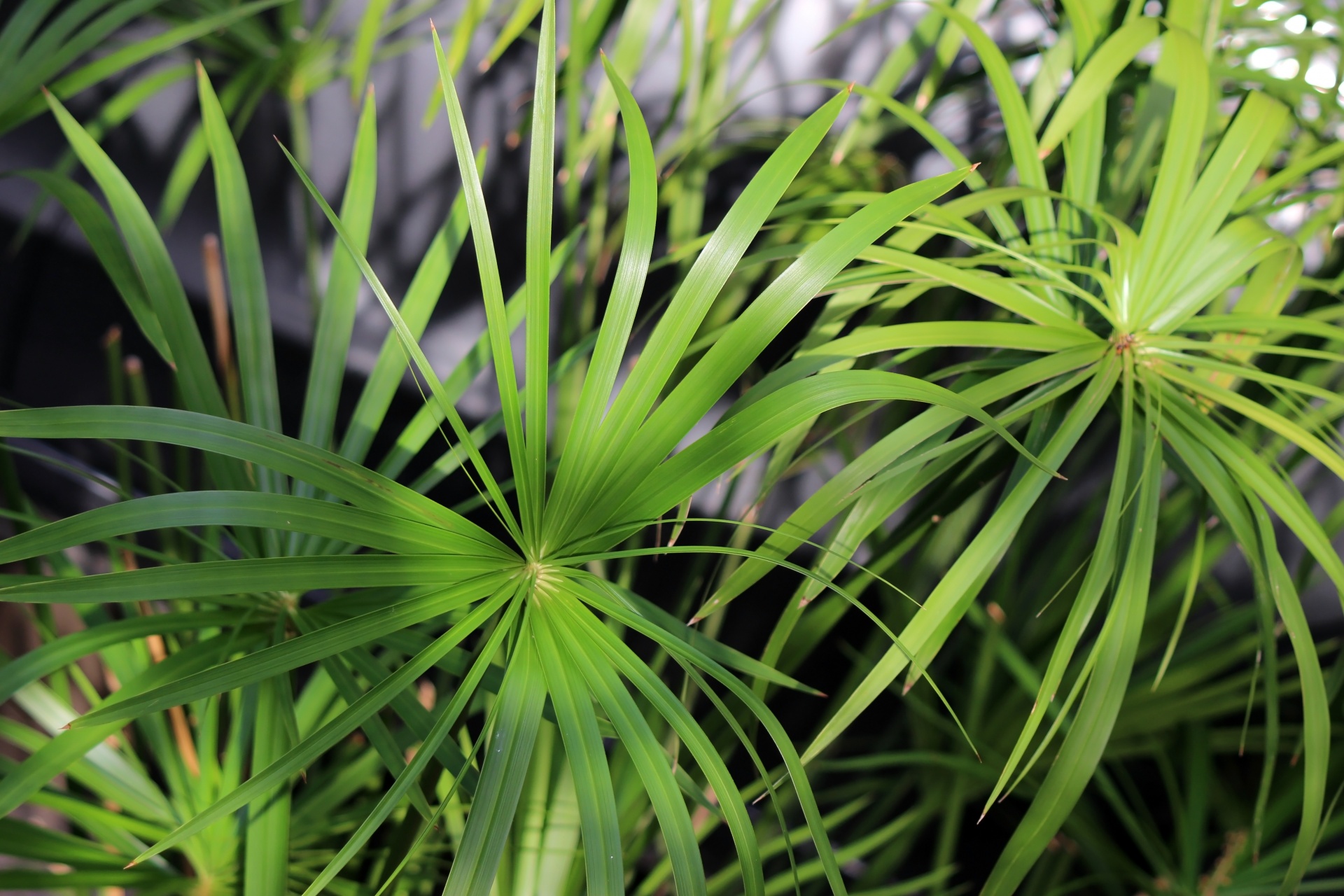 Fondo de hojas de palmeras tropicales