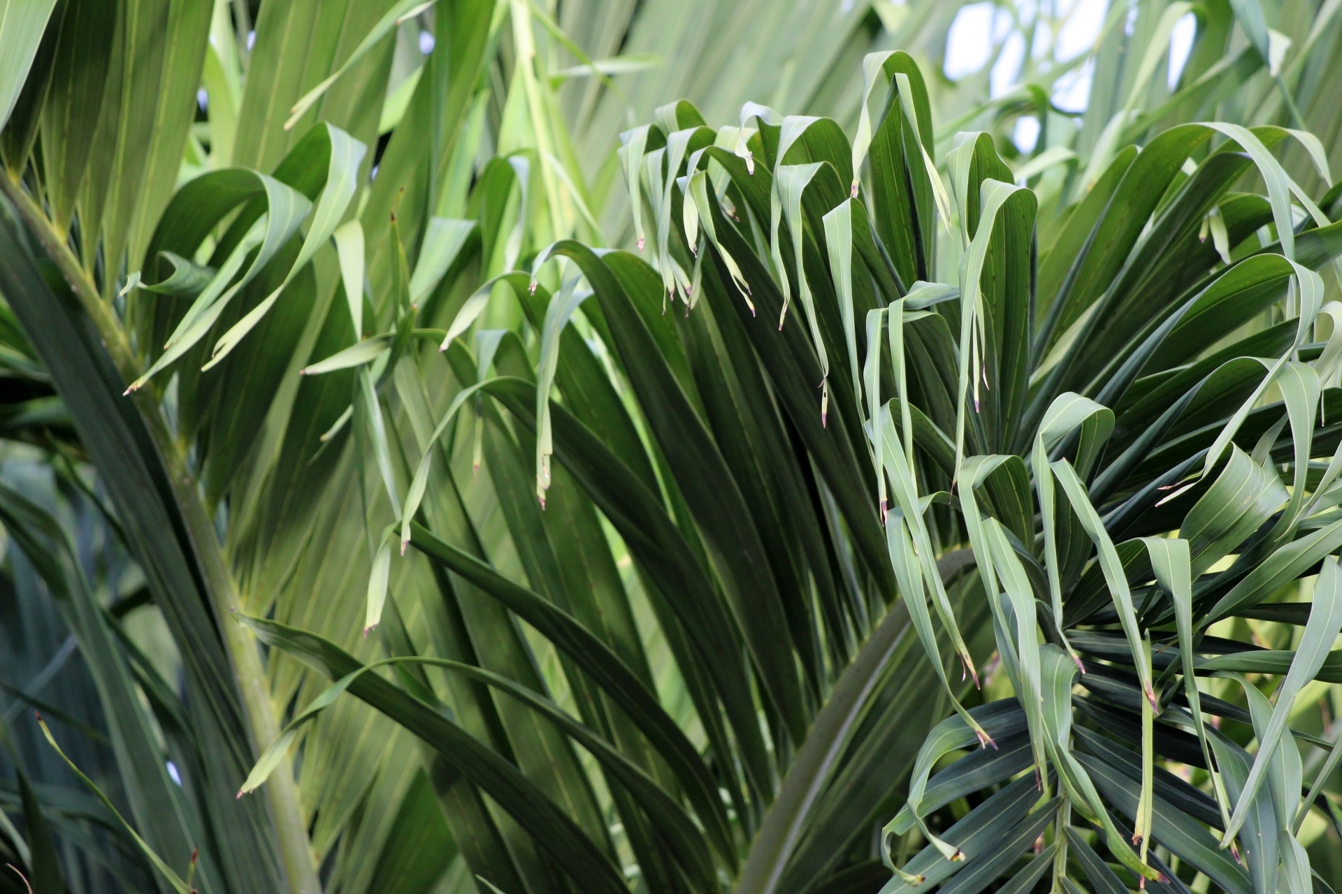 Fundo de folhas de palmeira tropical