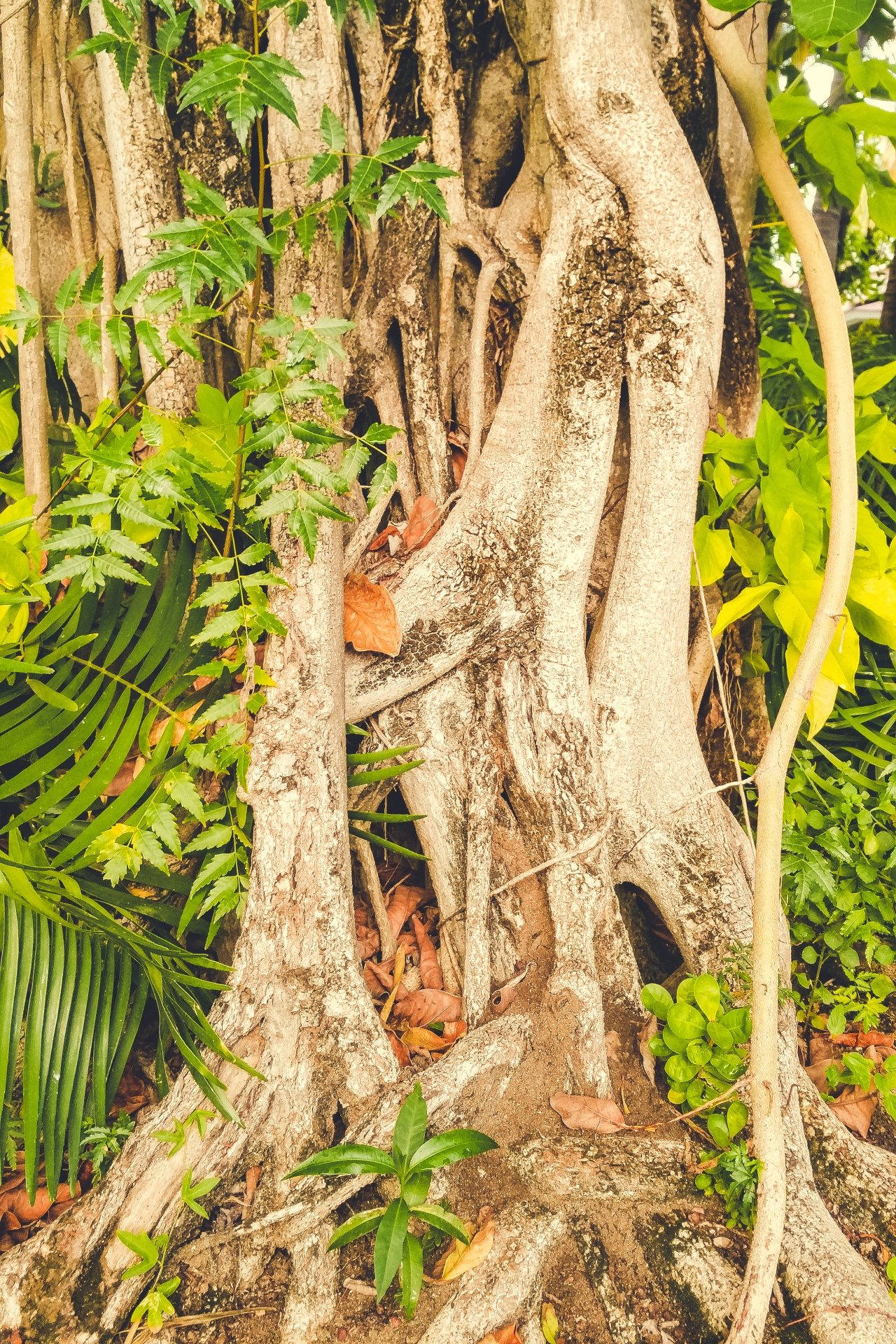 Raízes de árvores tropicais