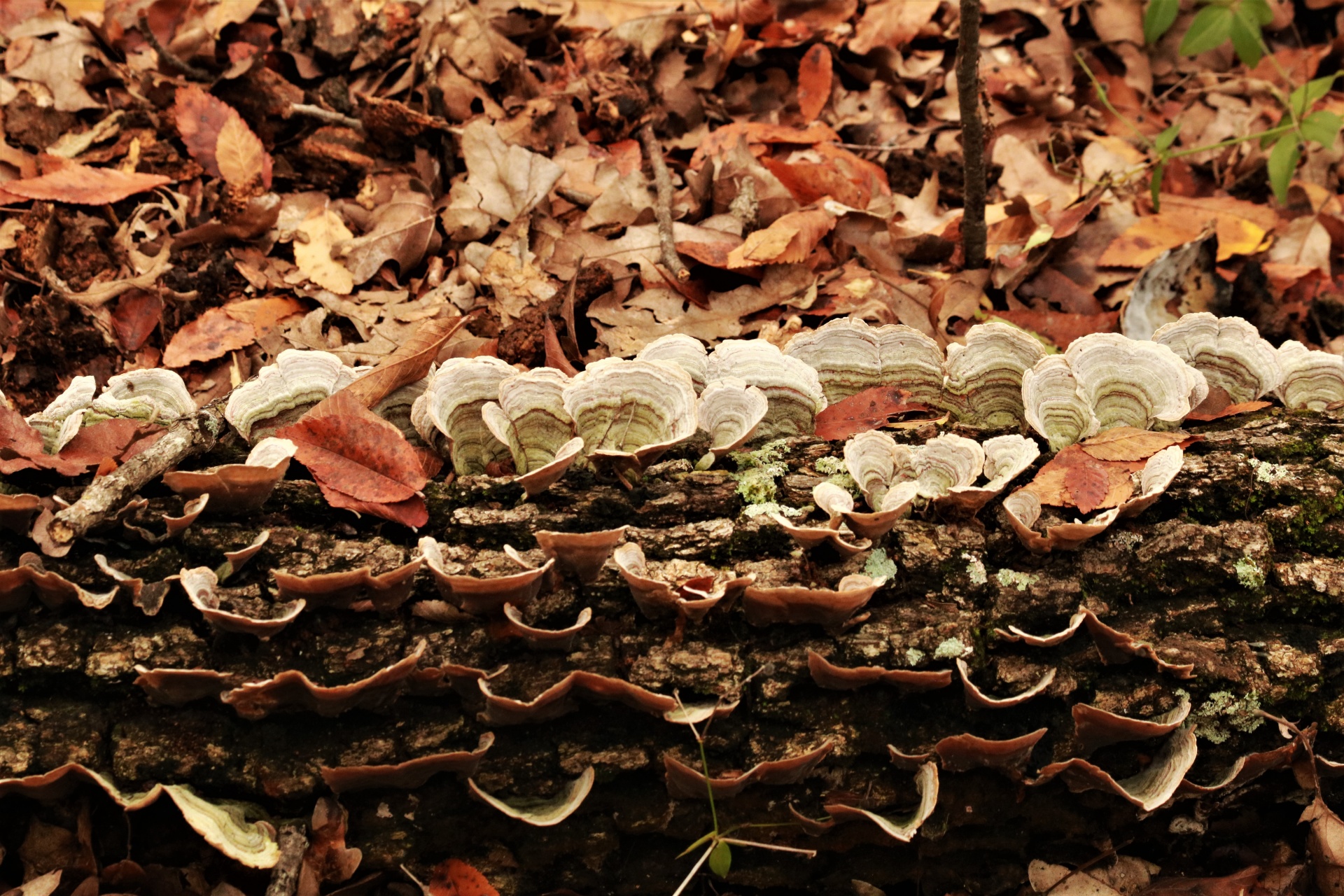Turkey Tail Fungus On Log