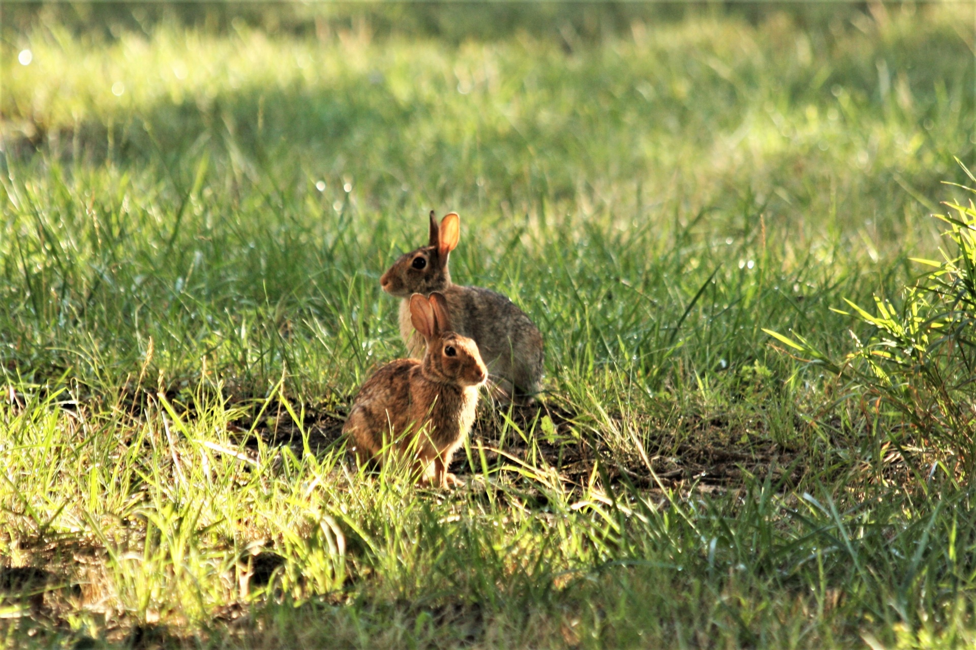 Dva králíci Cottontail v trávě