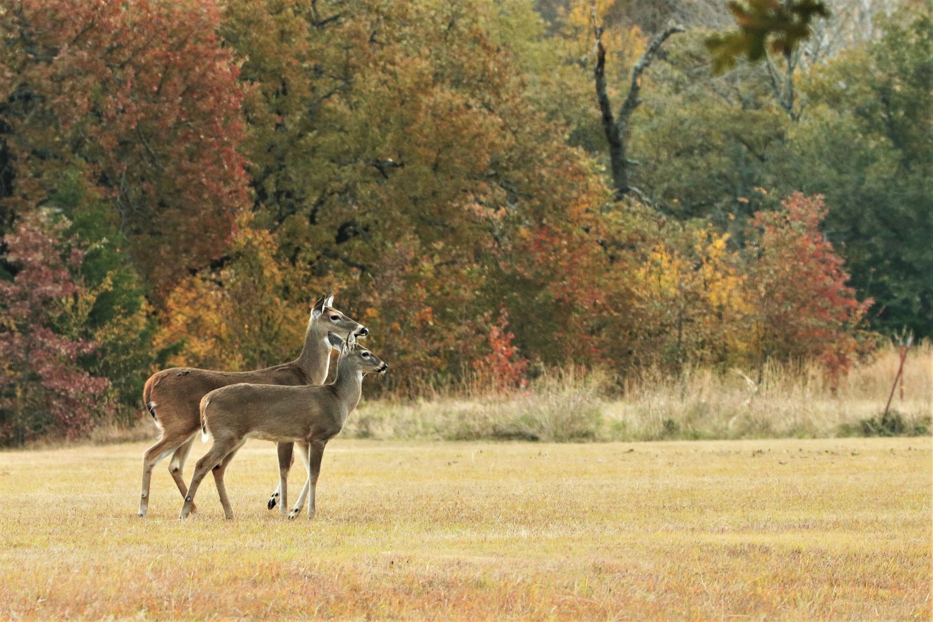 Dva jeleni na podzim pozadí