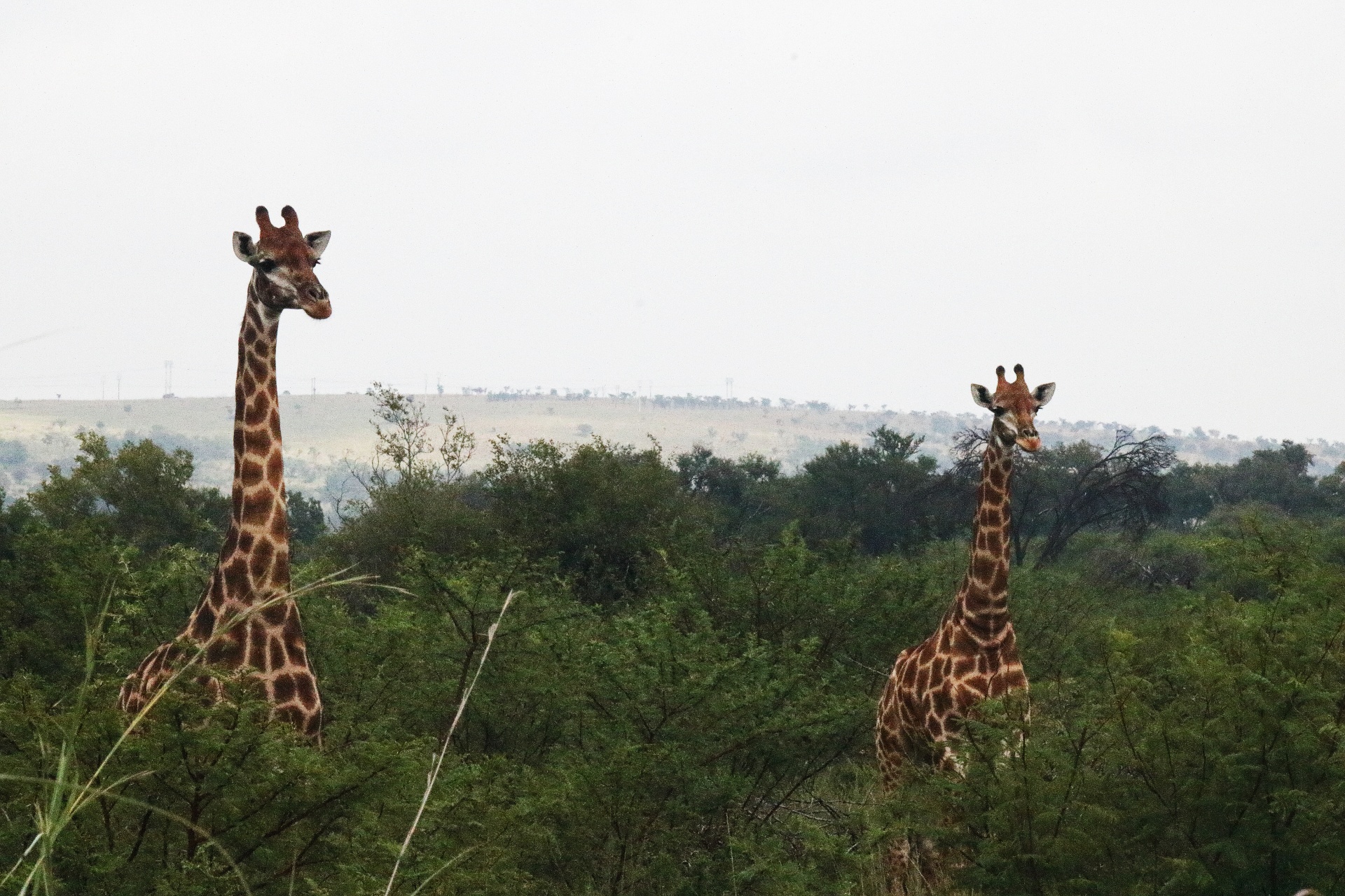 Dvě žirafy mezi zelenými stromy