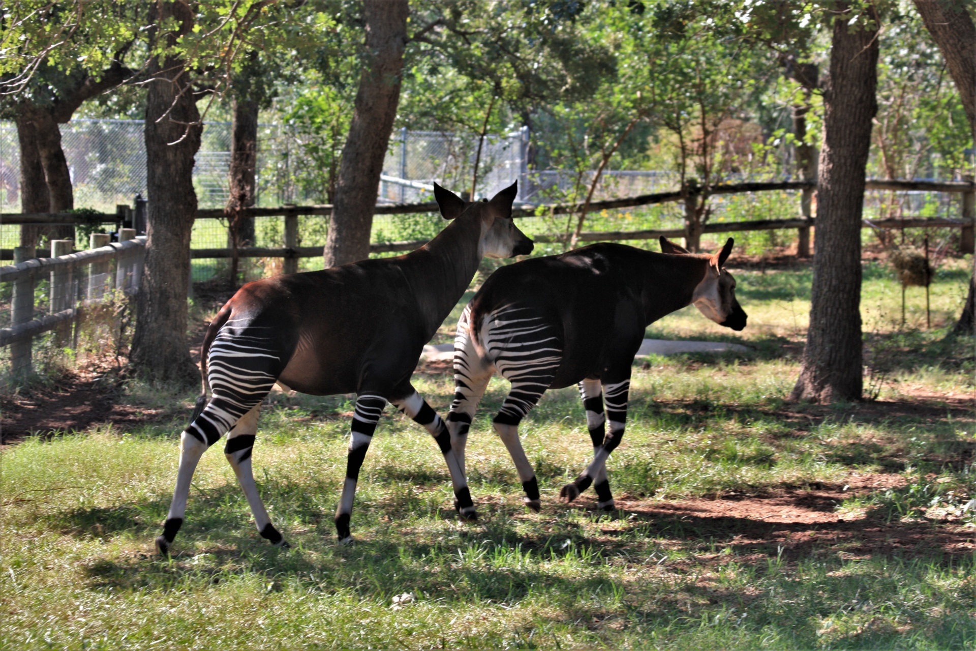 Deux okapis au zoo