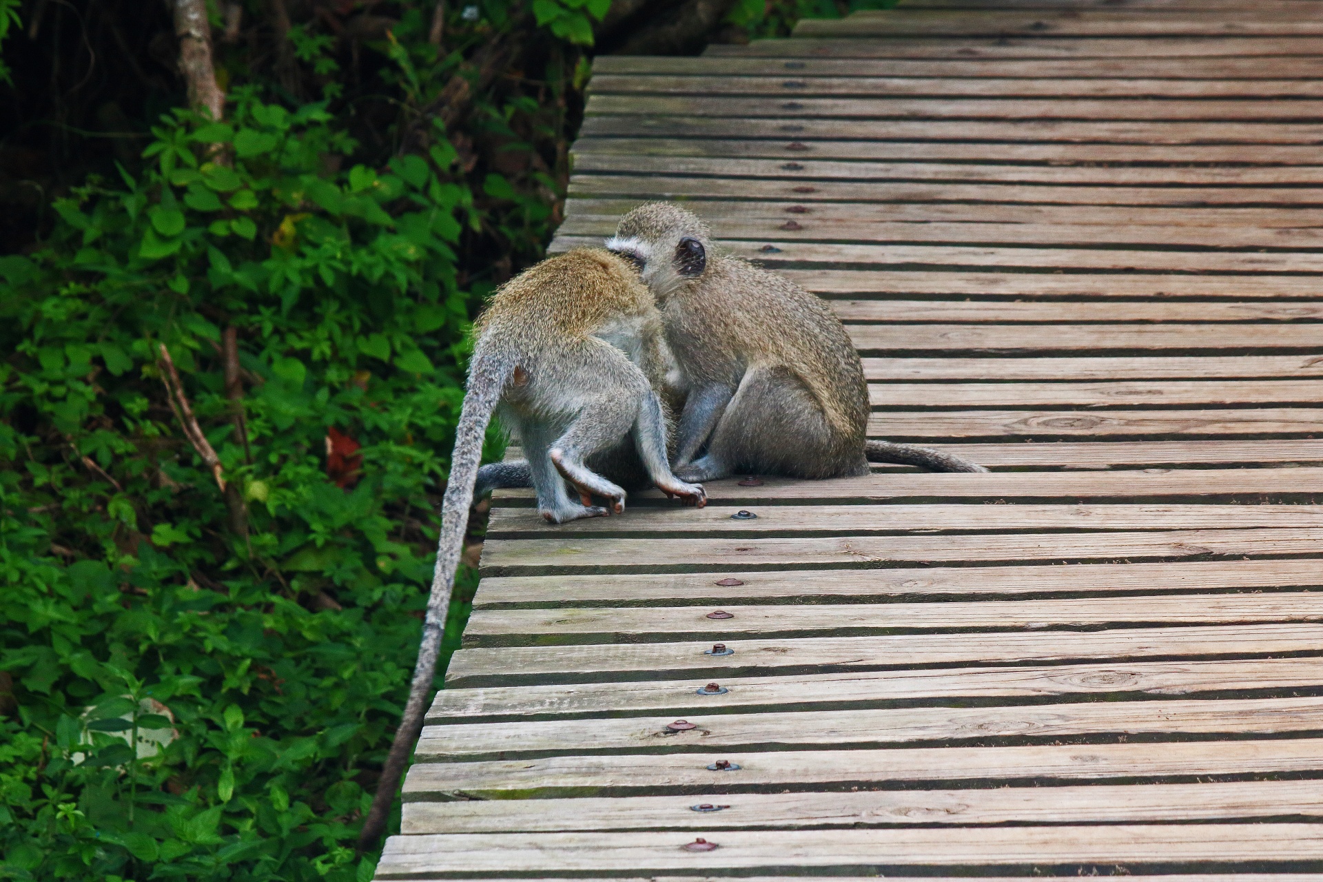 Dvě opice kočkodanů na platformě