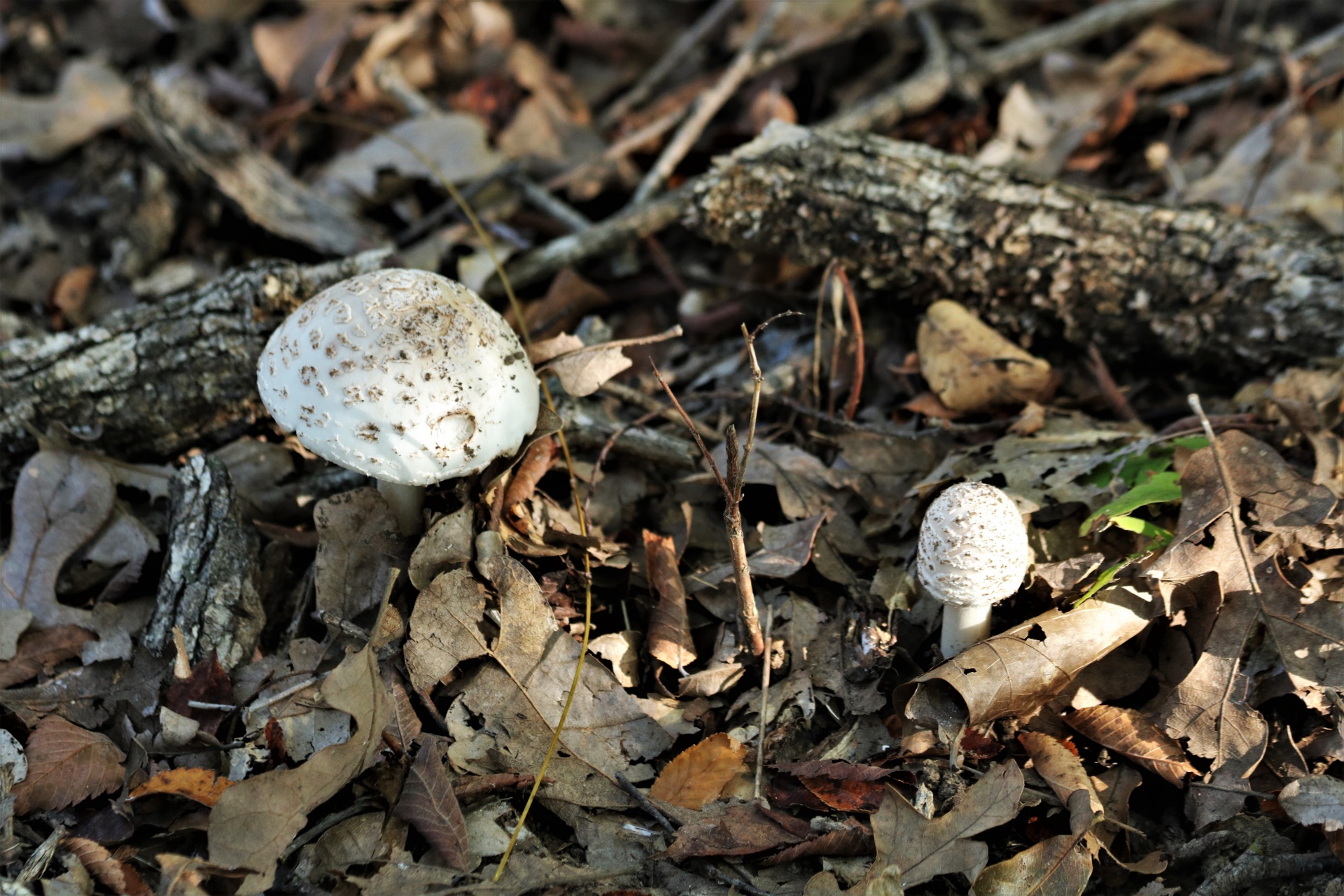 Dois cogumelos Amanita brancos no outono