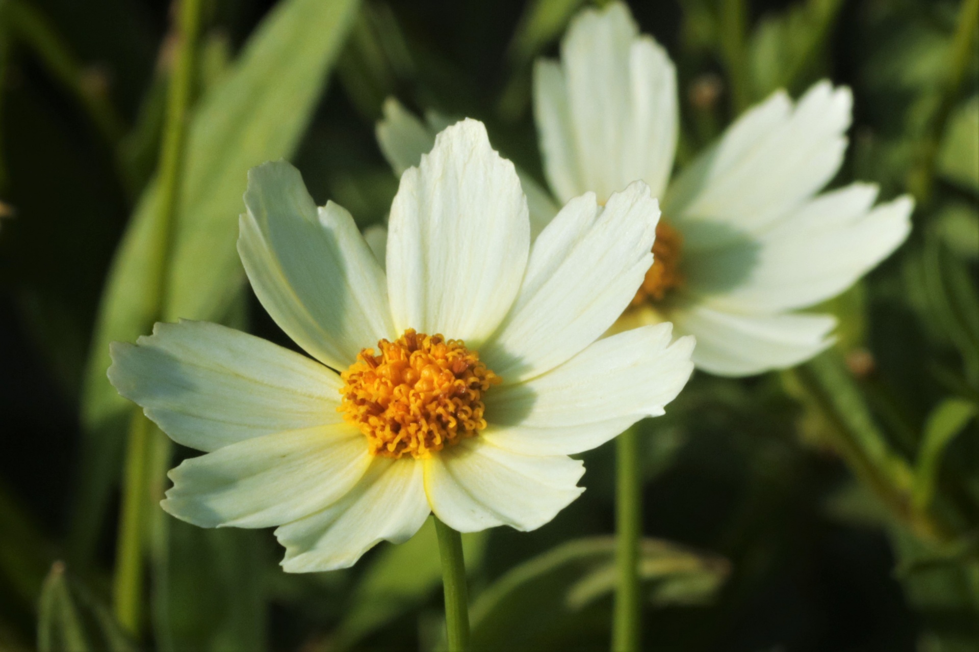 Duas flores brancas de Coreopsis