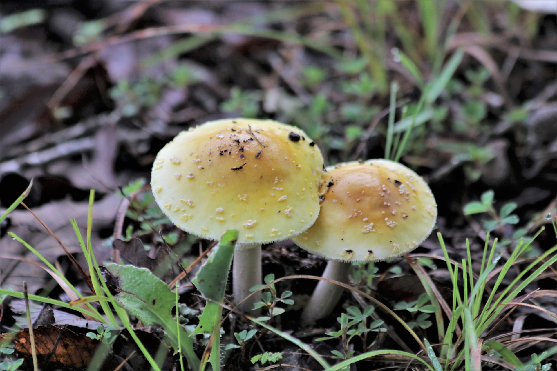 Dos hongos amarillos de amanita