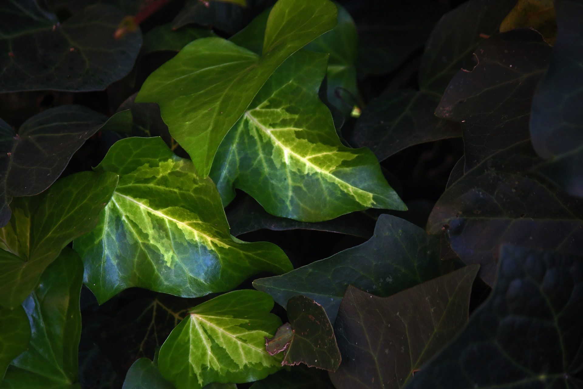 žilnaté zelené listy břečťanu