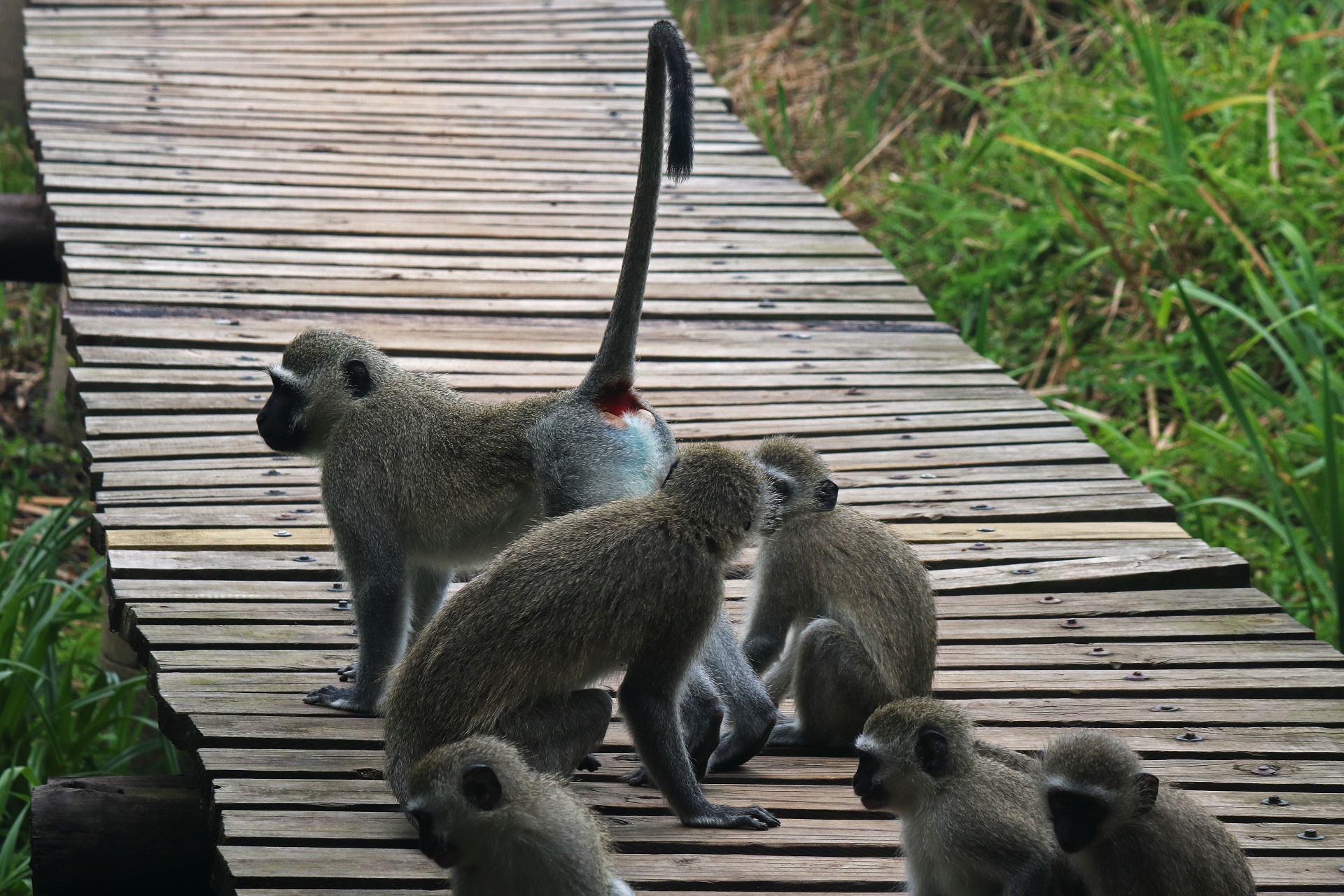 Opice kočkodanů včetně samců