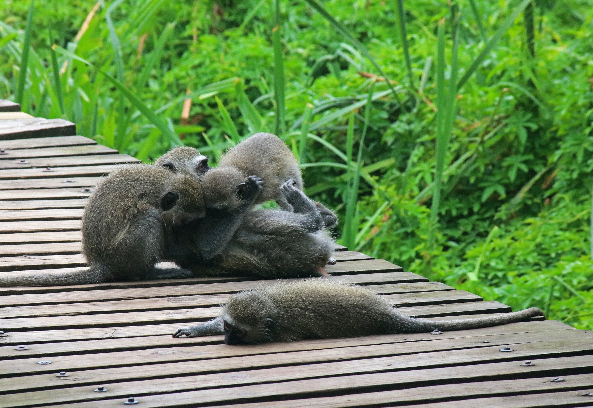 Monos vervet agrupados