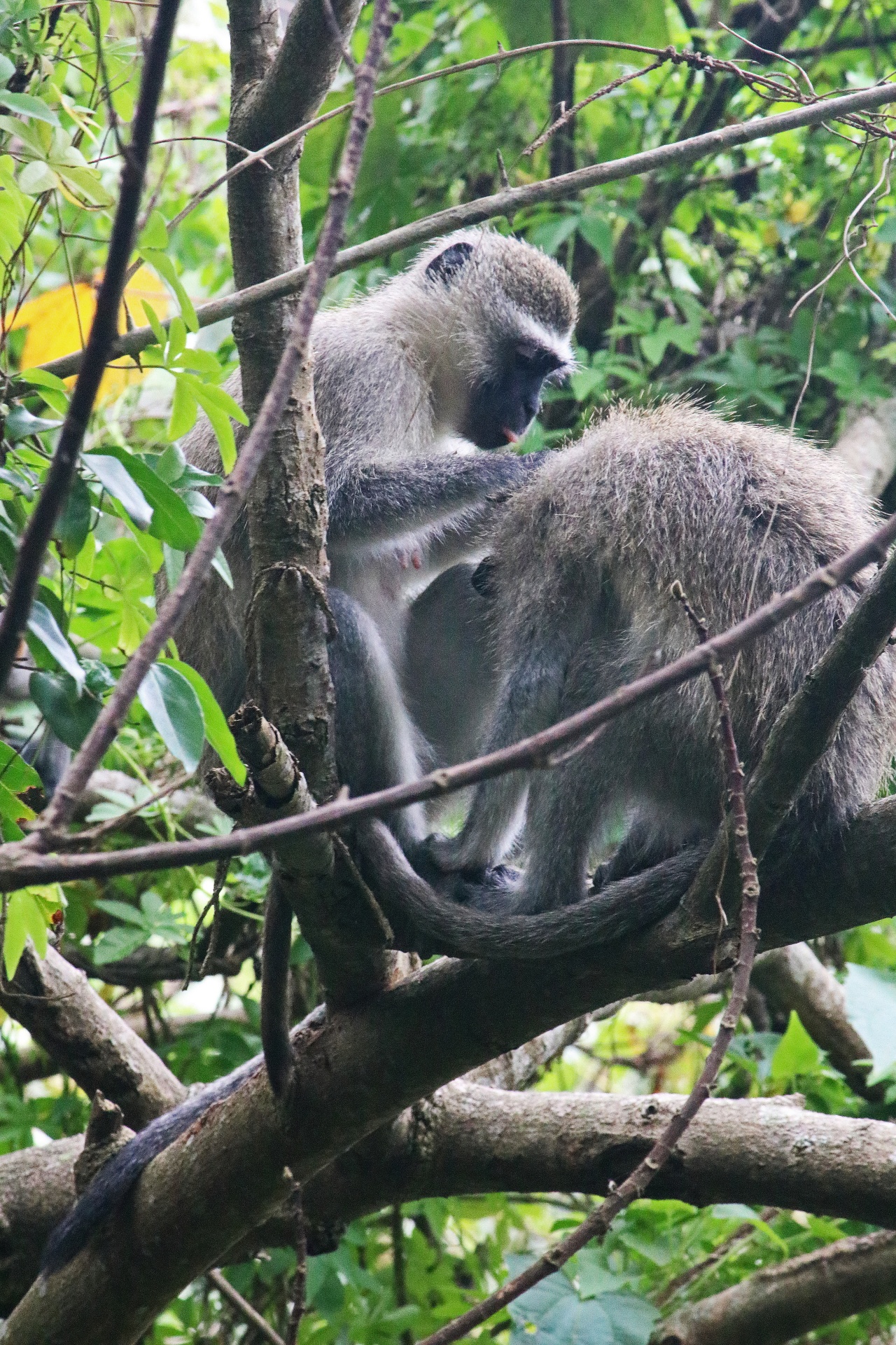 Opice kočkodani v interakci stromů