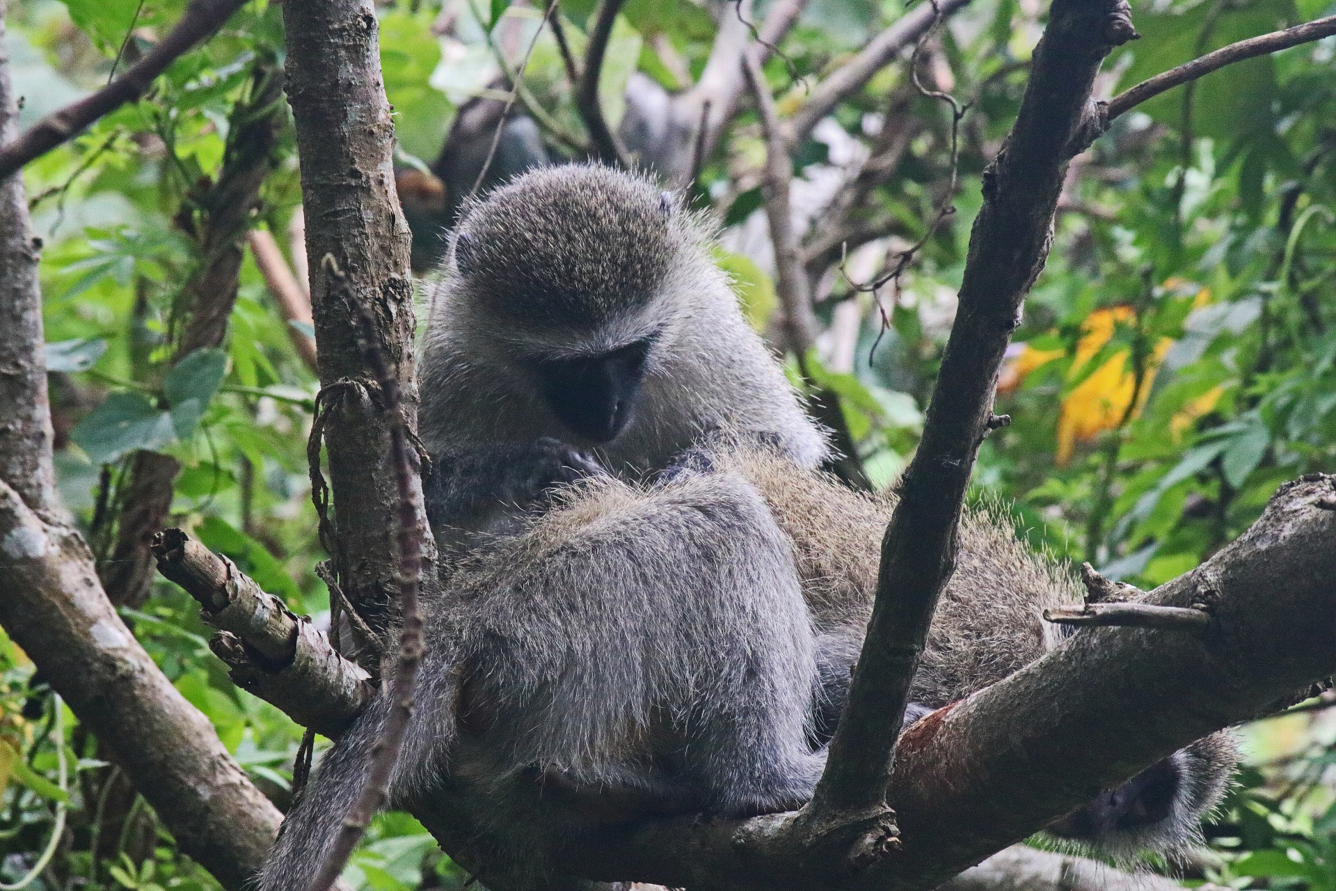 Macacos vervet em árvores interagindo