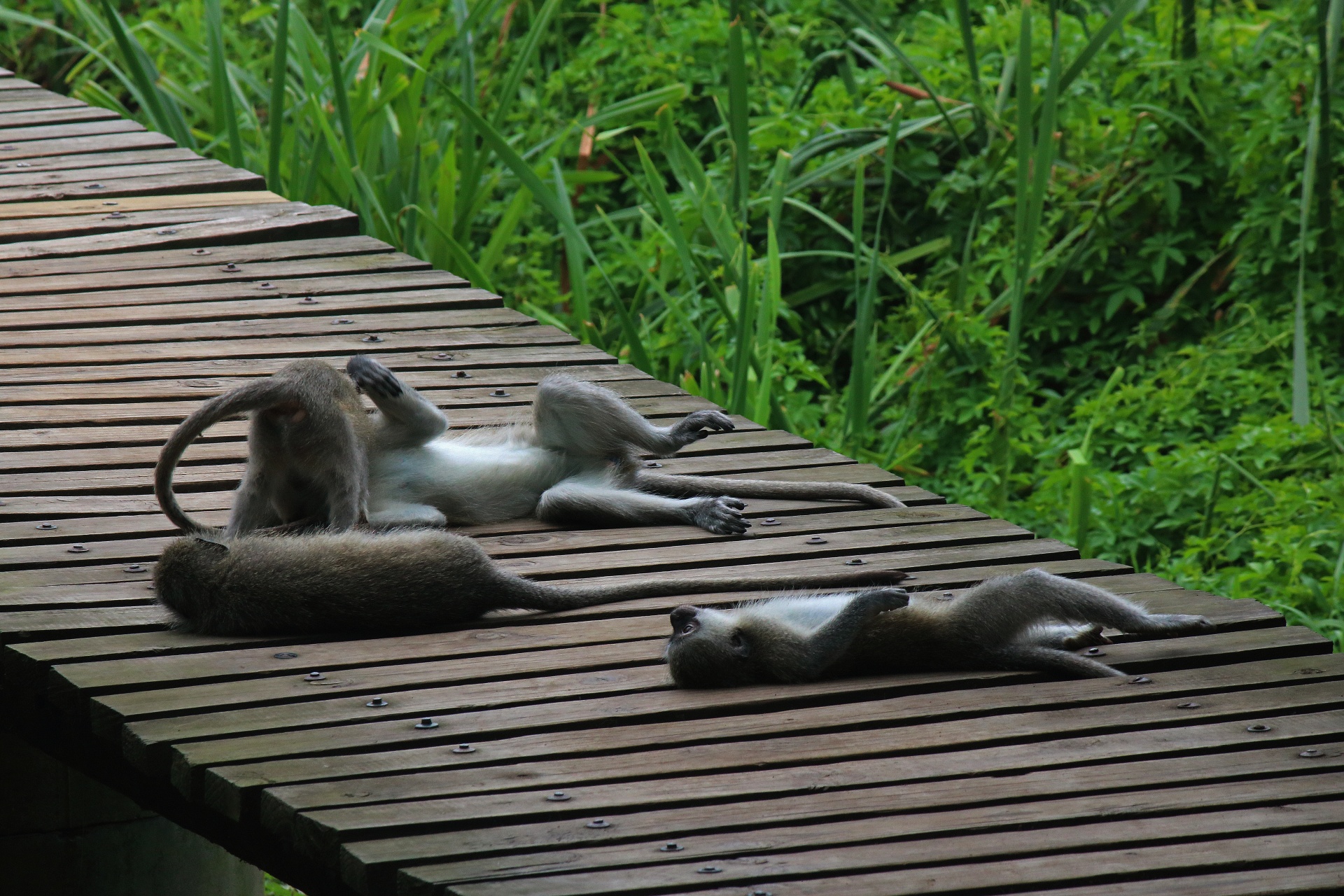 Opice kočkodani ležící kolem