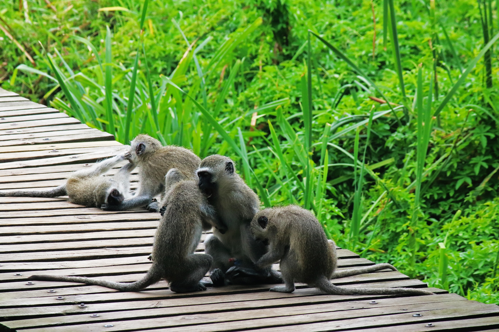 Opice kočkodani hrající na platformě