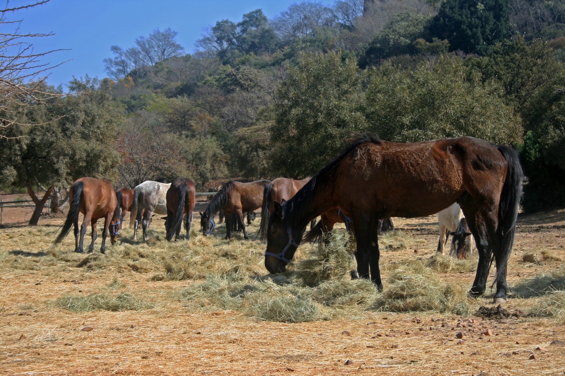 Vista de um grupo de cavalos pastando