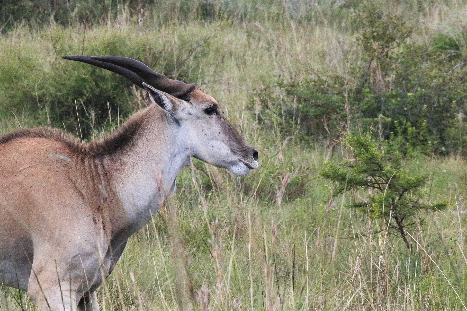 Pohled na eland antilopy