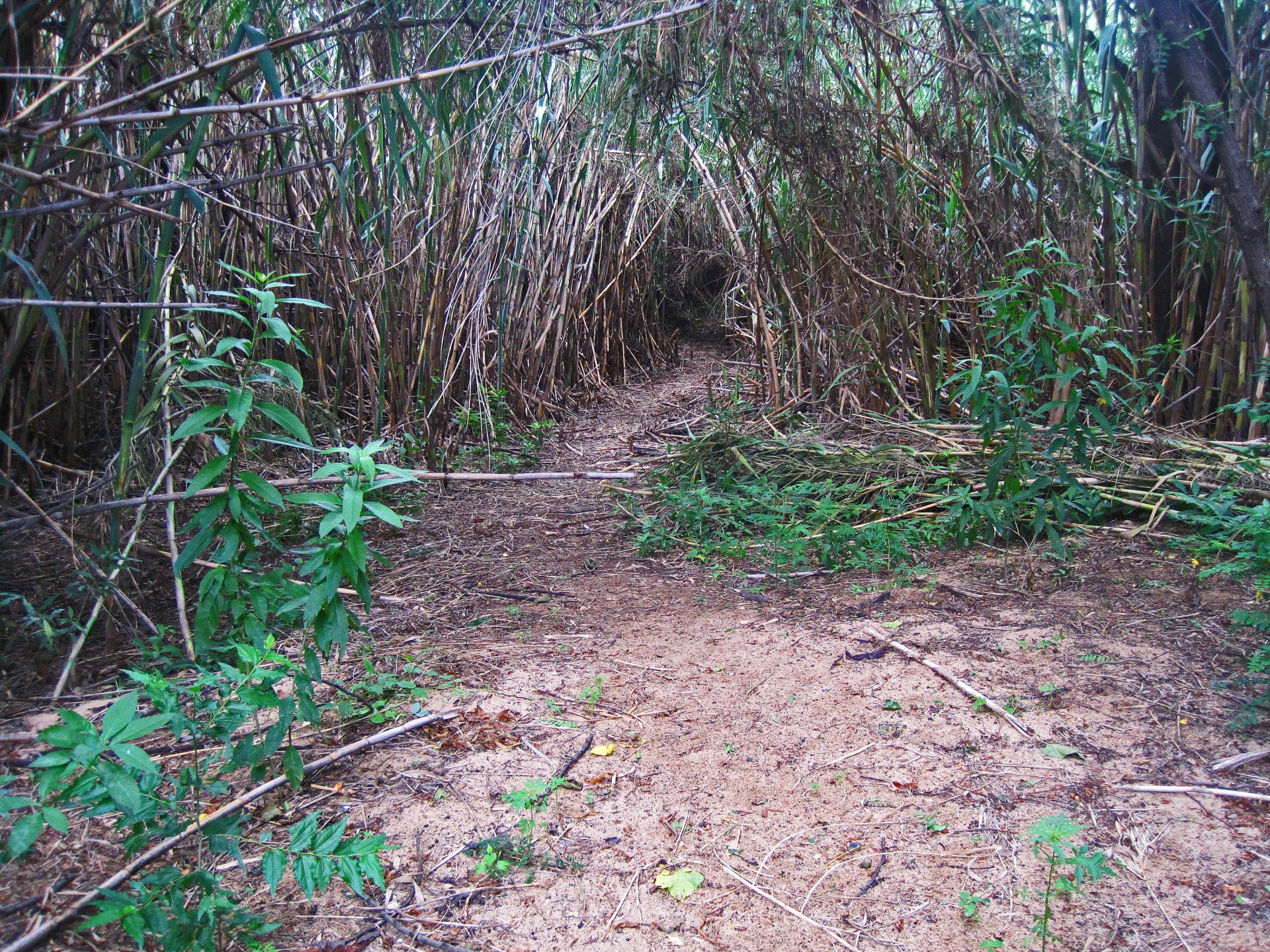 Vista do caminho em reed bush