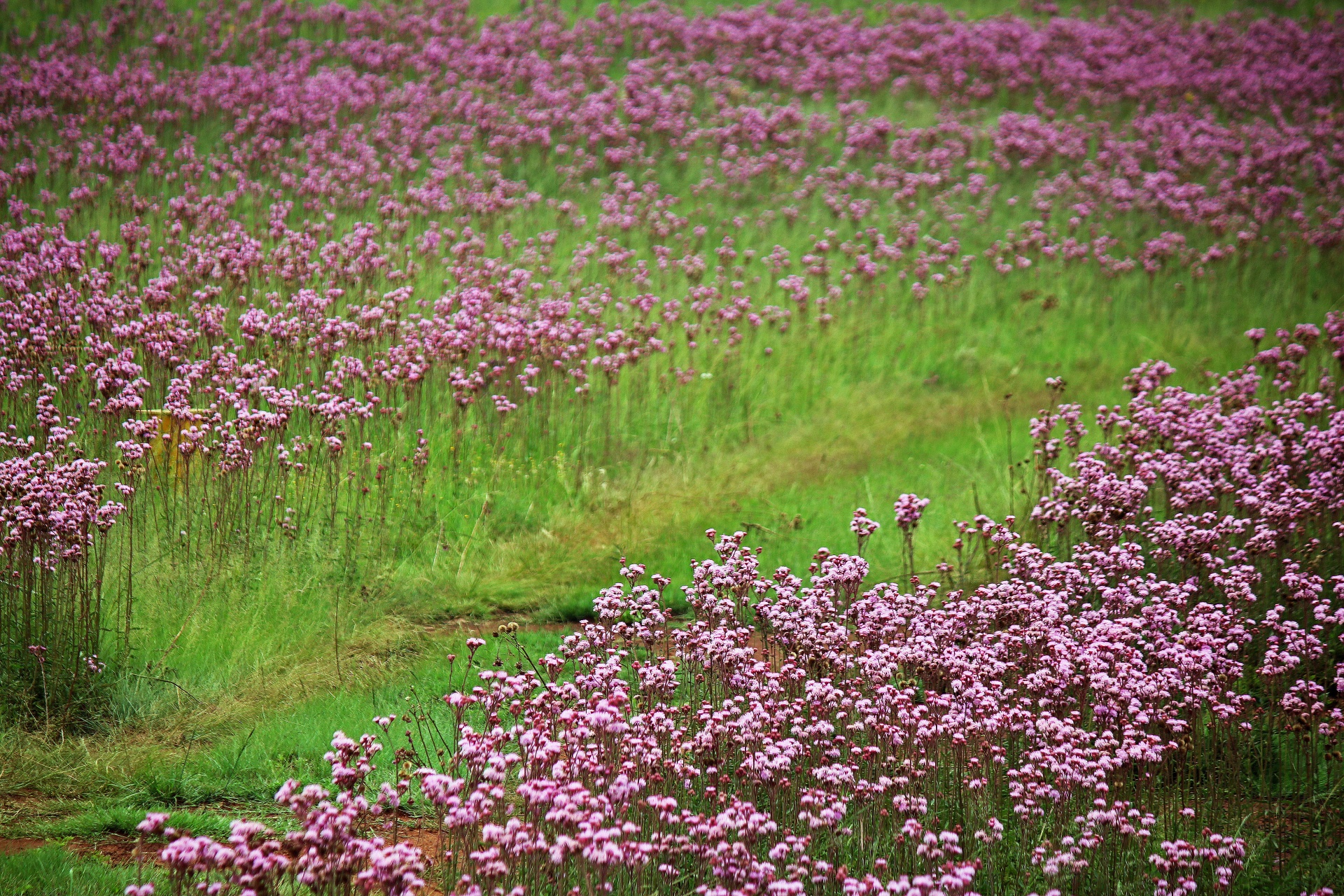 Pohled na růžové pom-poms kvetoucí