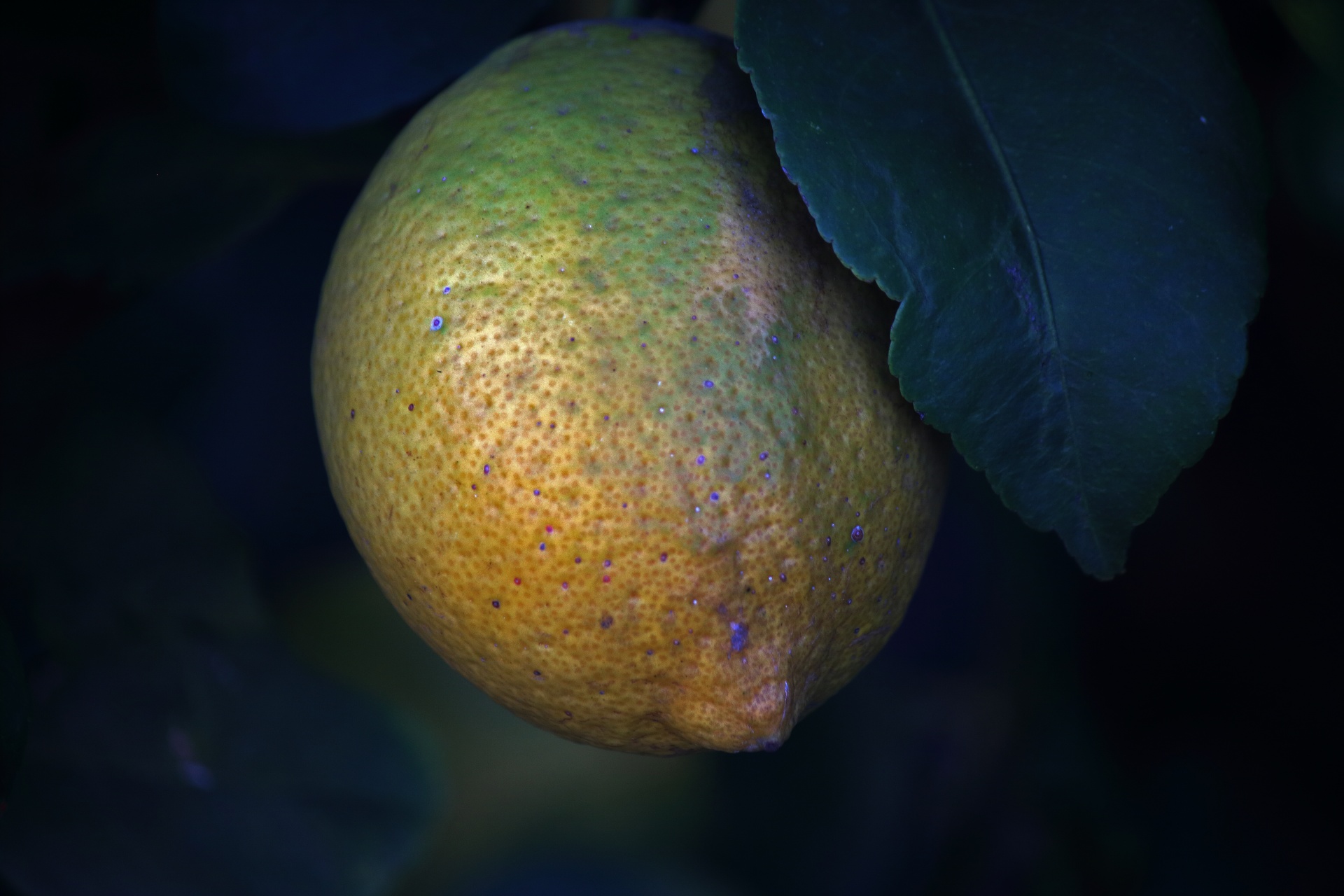 Pohled na zrání citron na stromě
