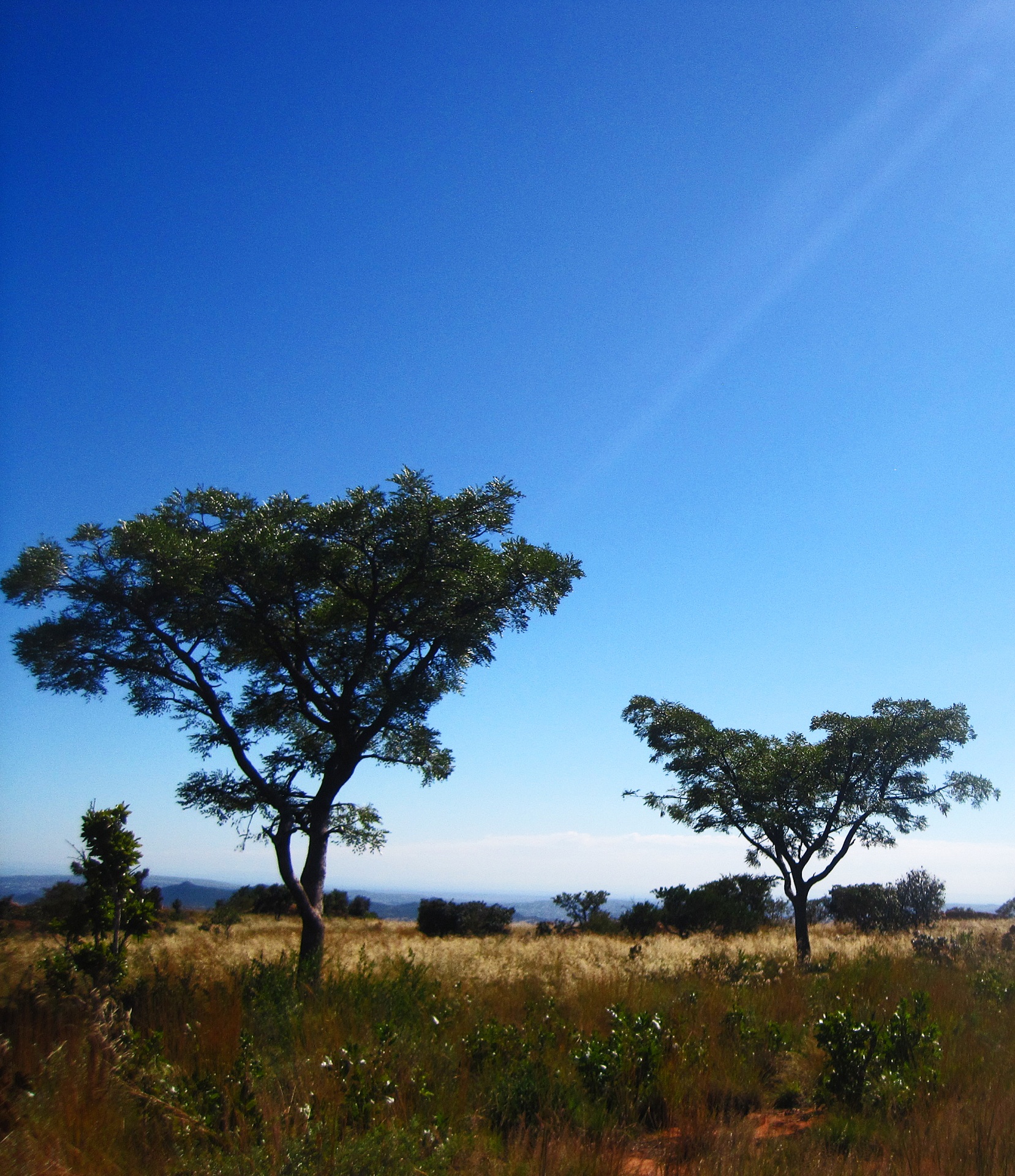 Pohled na strom na magaliesbergu