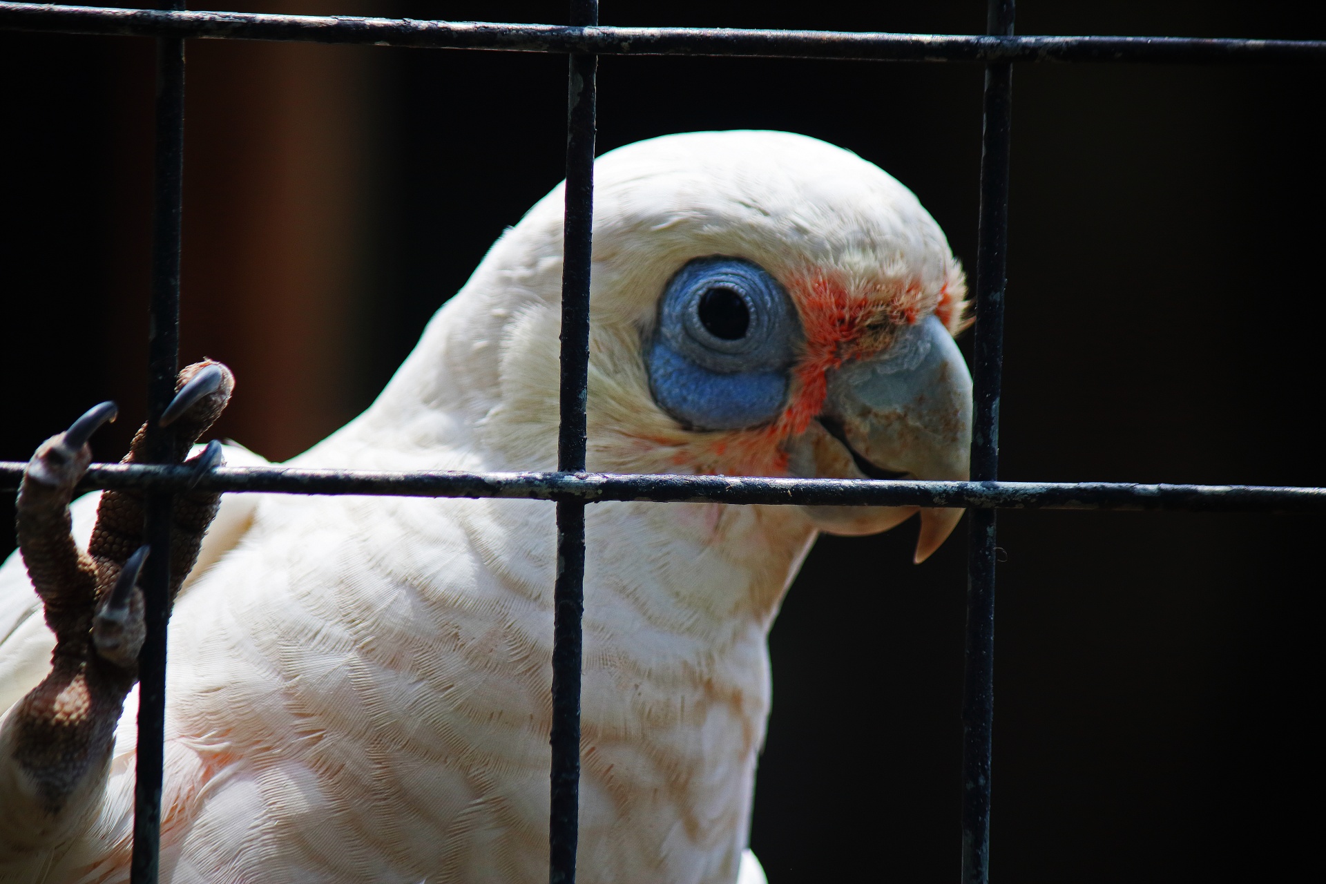 Pohled na ptáka bílého kakadu