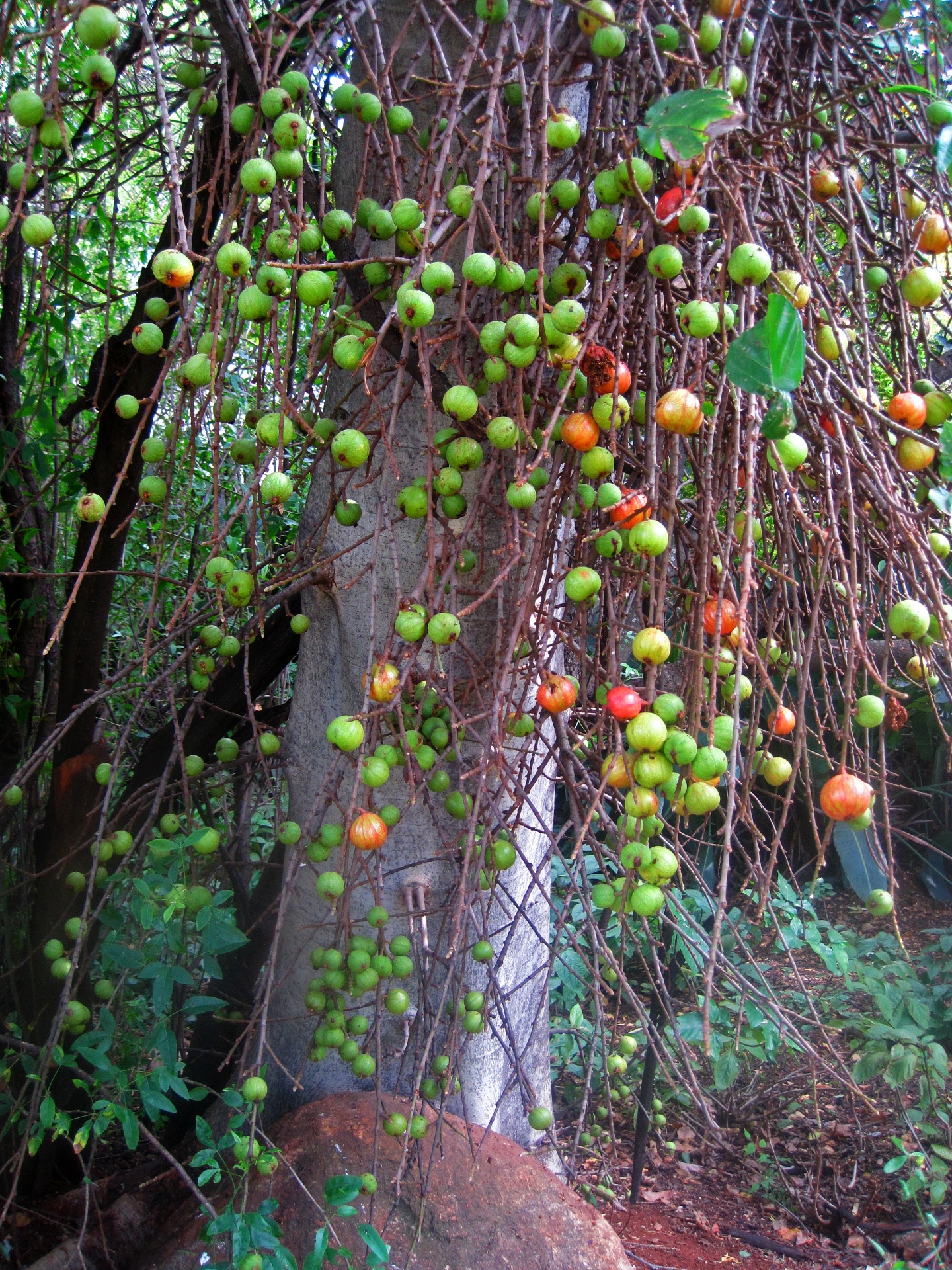 Vista de frutos silvestres em uma árvore
