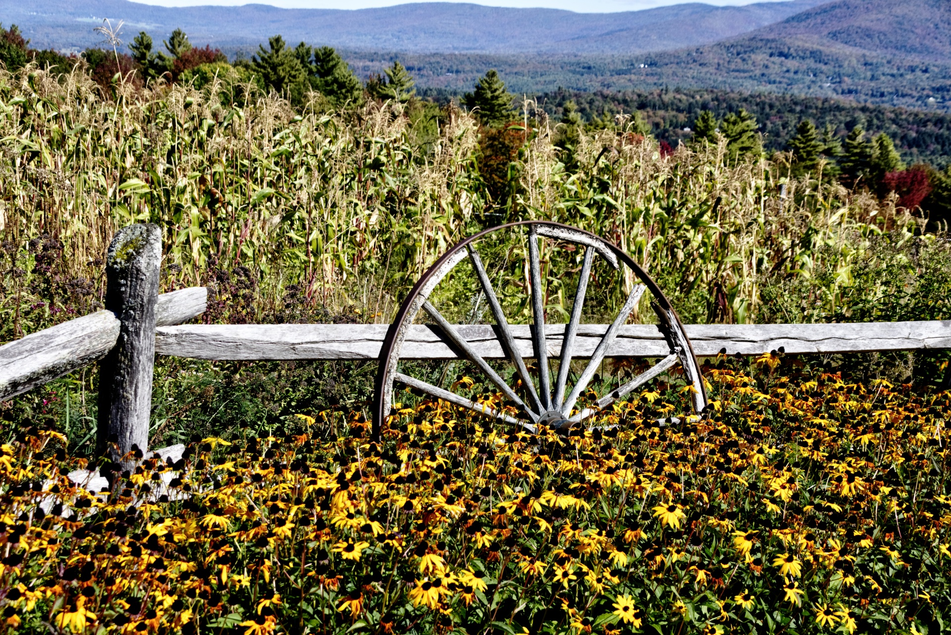 Roda de carroça no jardim de outono