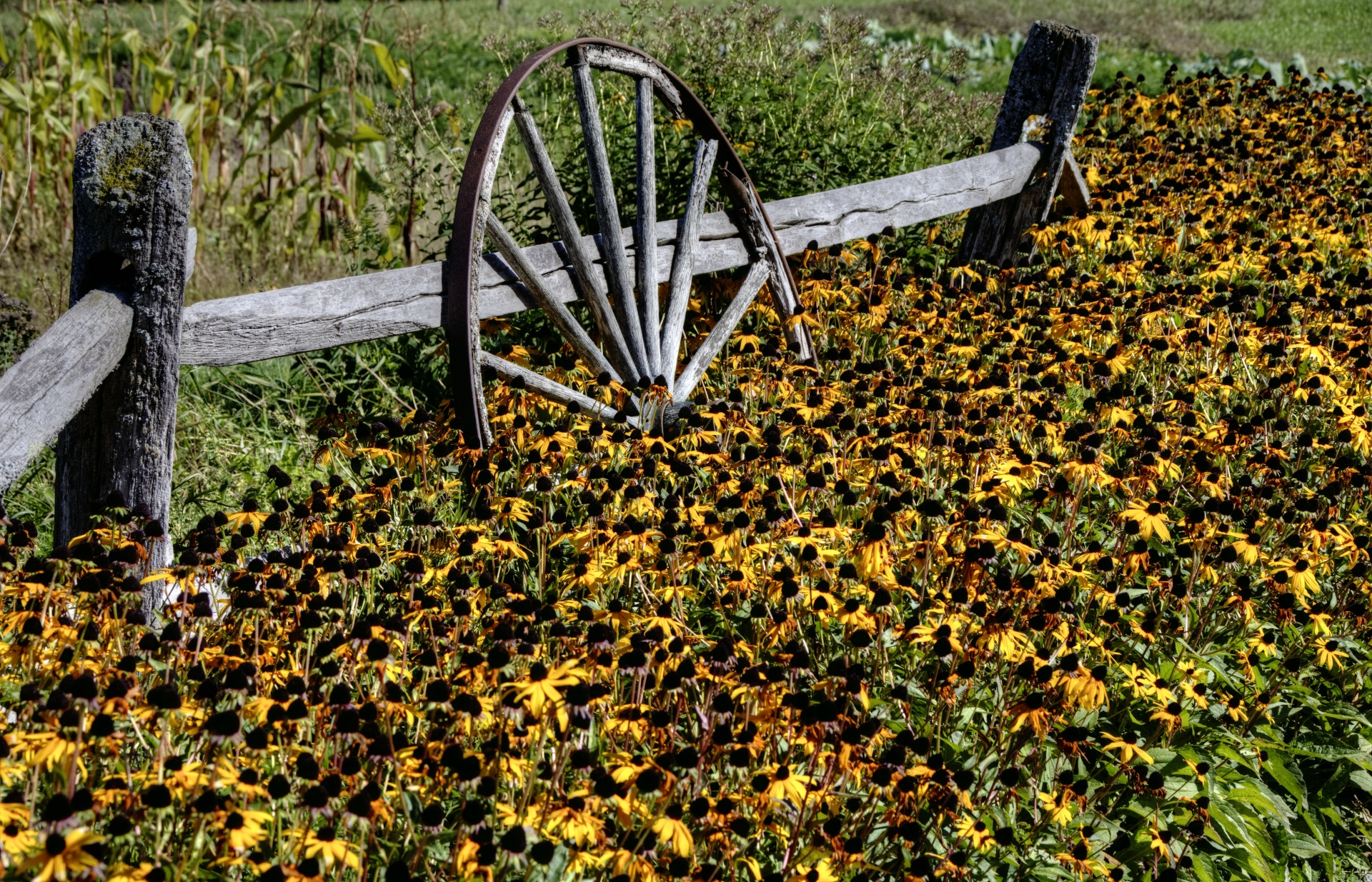 Roda de carroça no jardim de flores