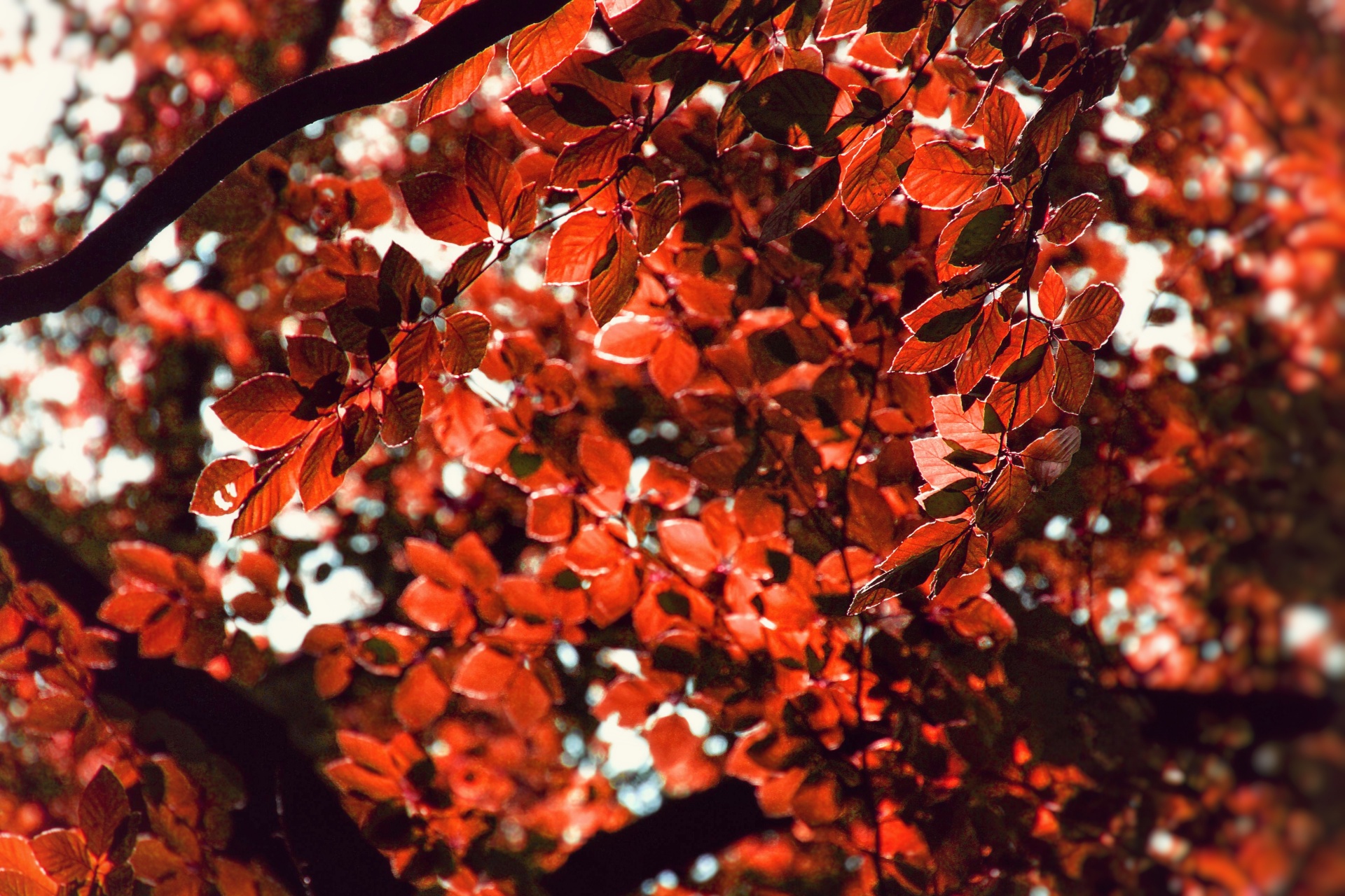 Lesní podzimní stromy listoví