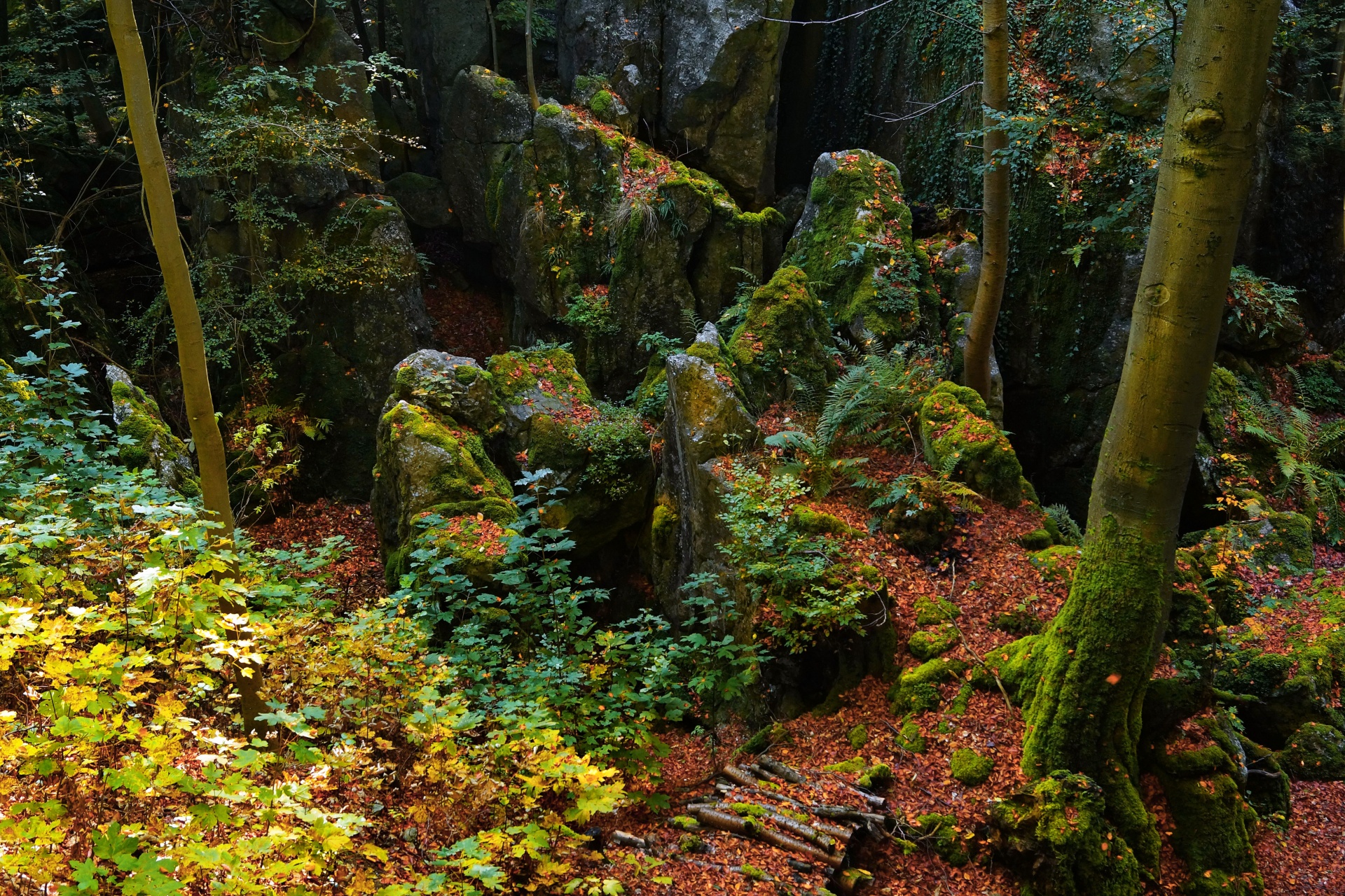 Bosque acantilados rocas paisaje