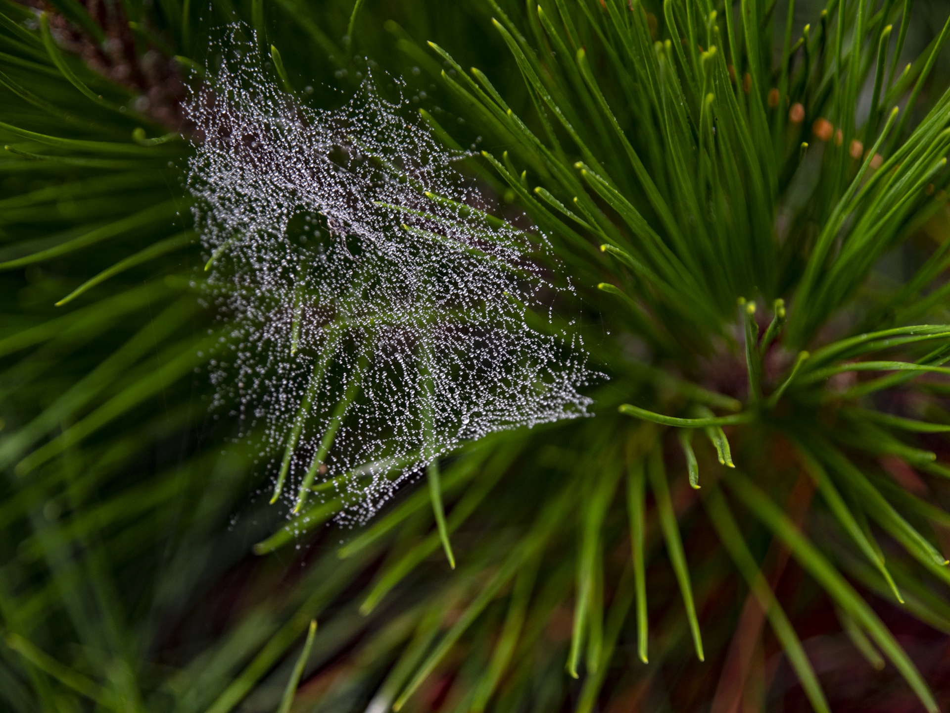 Wet Droplets Spider Web