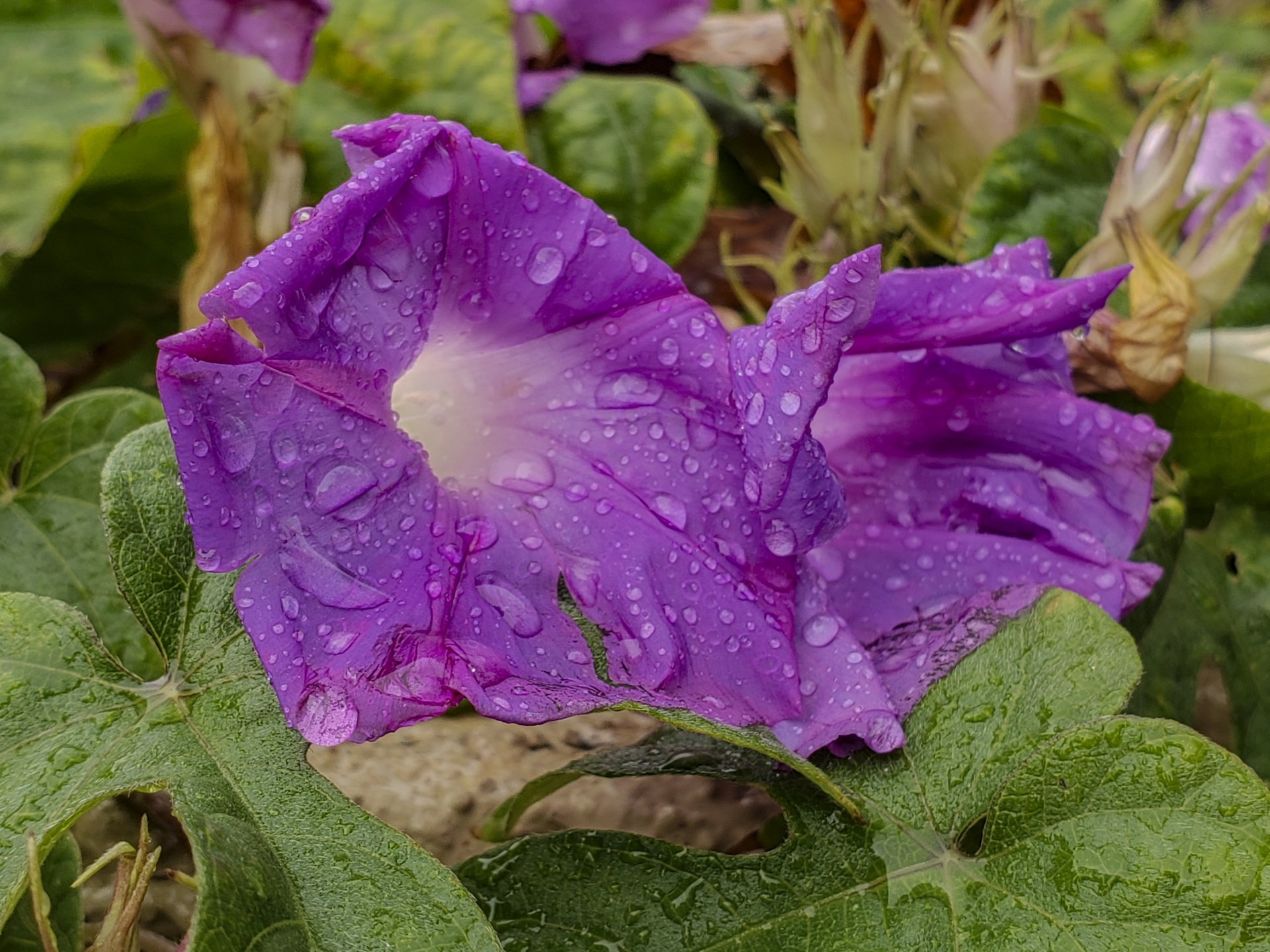 Wet Morning Glory Flower Free Stock Photo - Public Domain Pictures