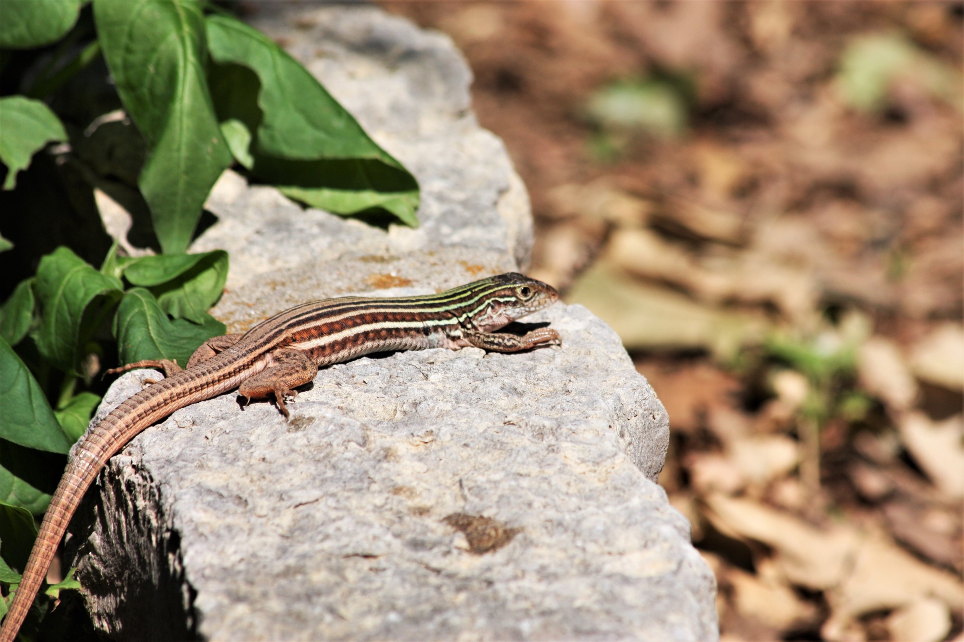 Whiptail Lizard On Rock Close-up