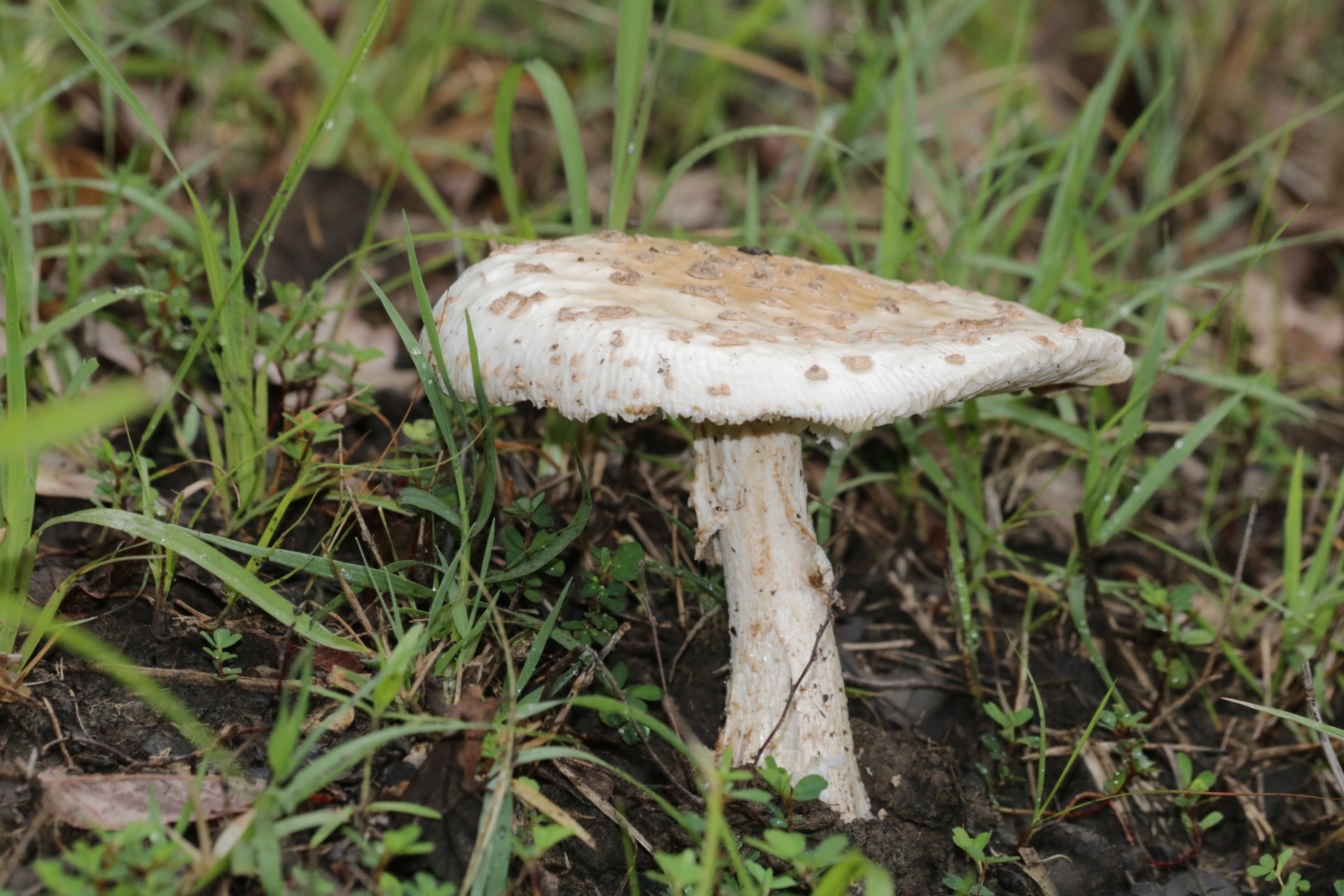 Cogumelo Amanita branco na grama