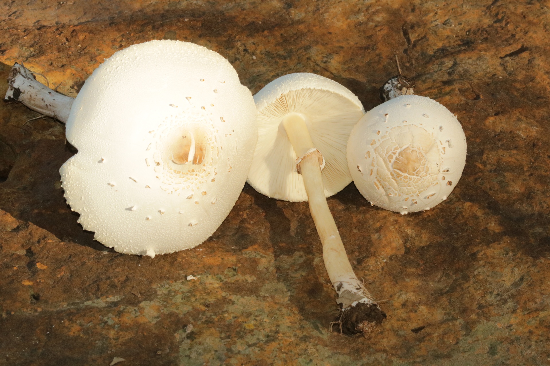White Amanita Mushrooms On Stone
