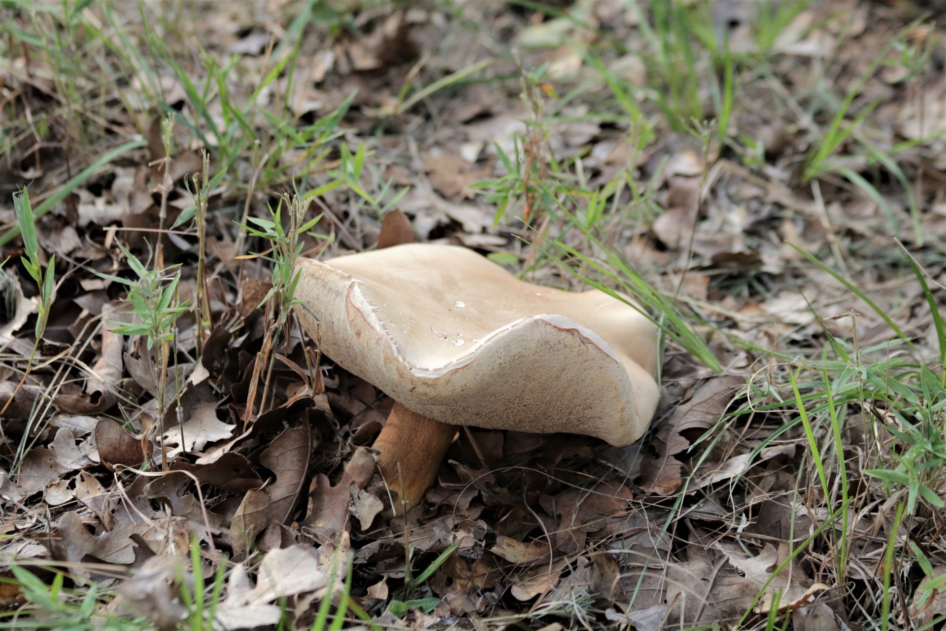 Detail bílé bolete houby