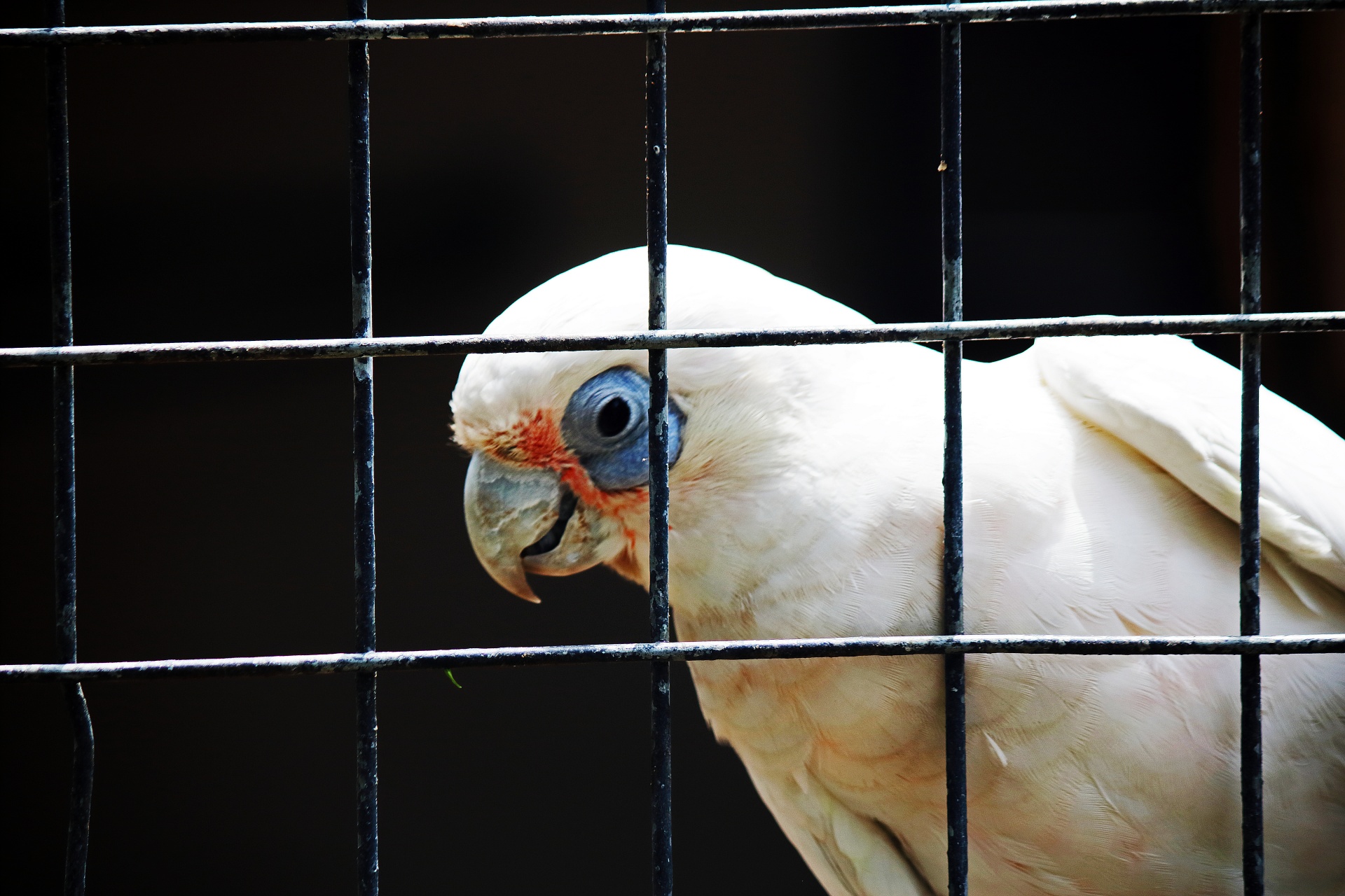Bílé kakadu v zajetí